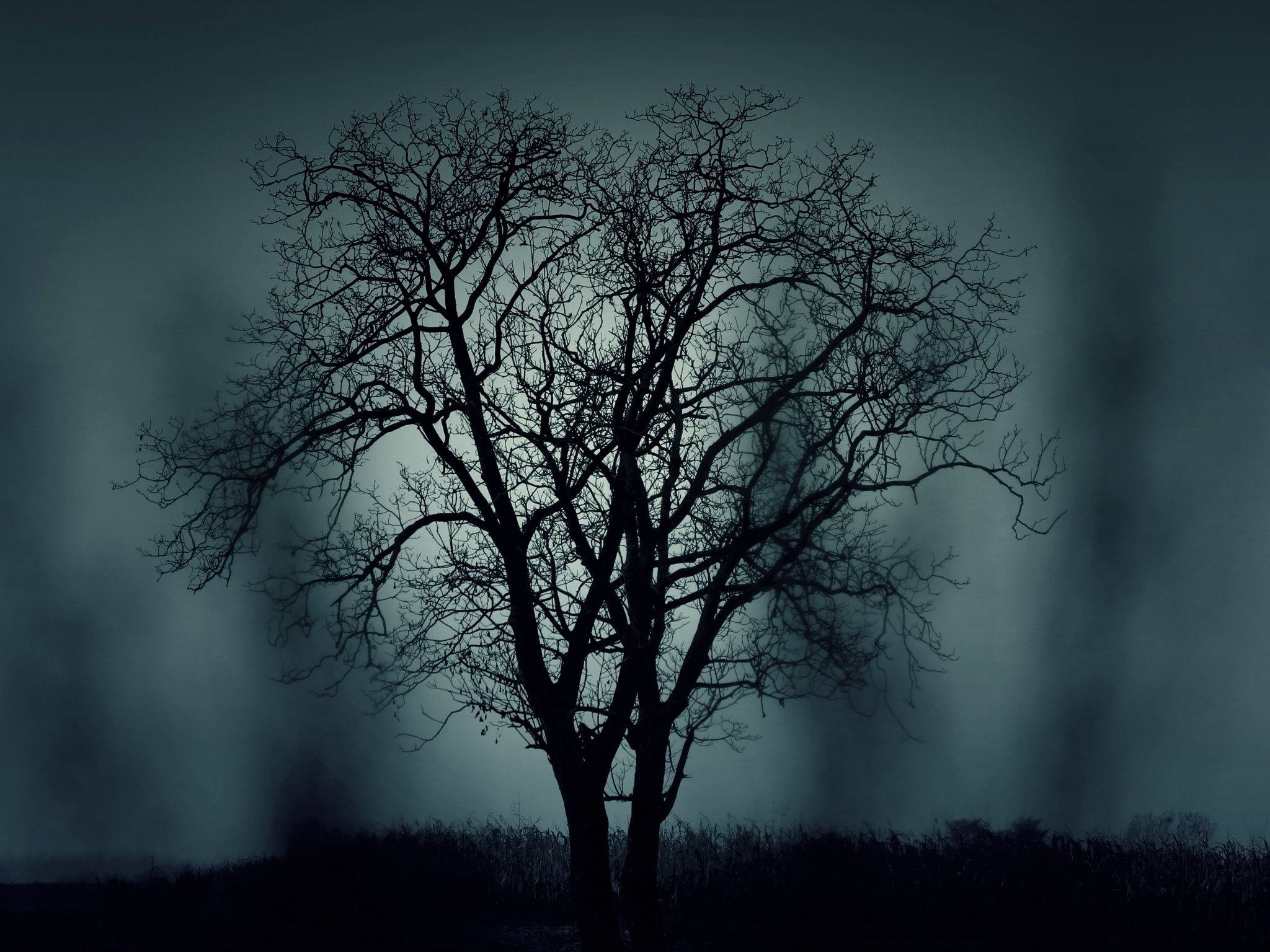 Arte visual de árbol sin hojas misterioso Fondos de pantalla