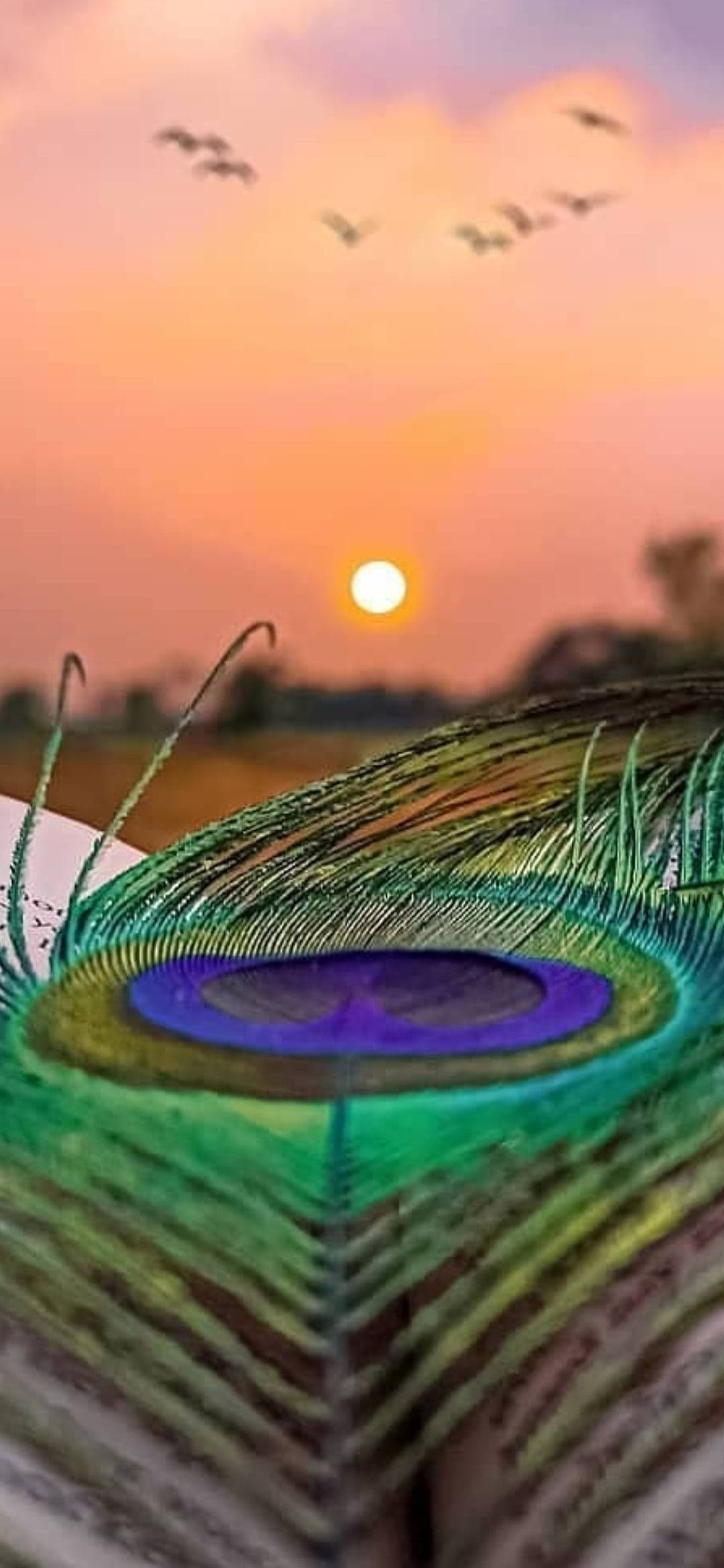 Atardecer con Mor Pankh Fondos de pantalla