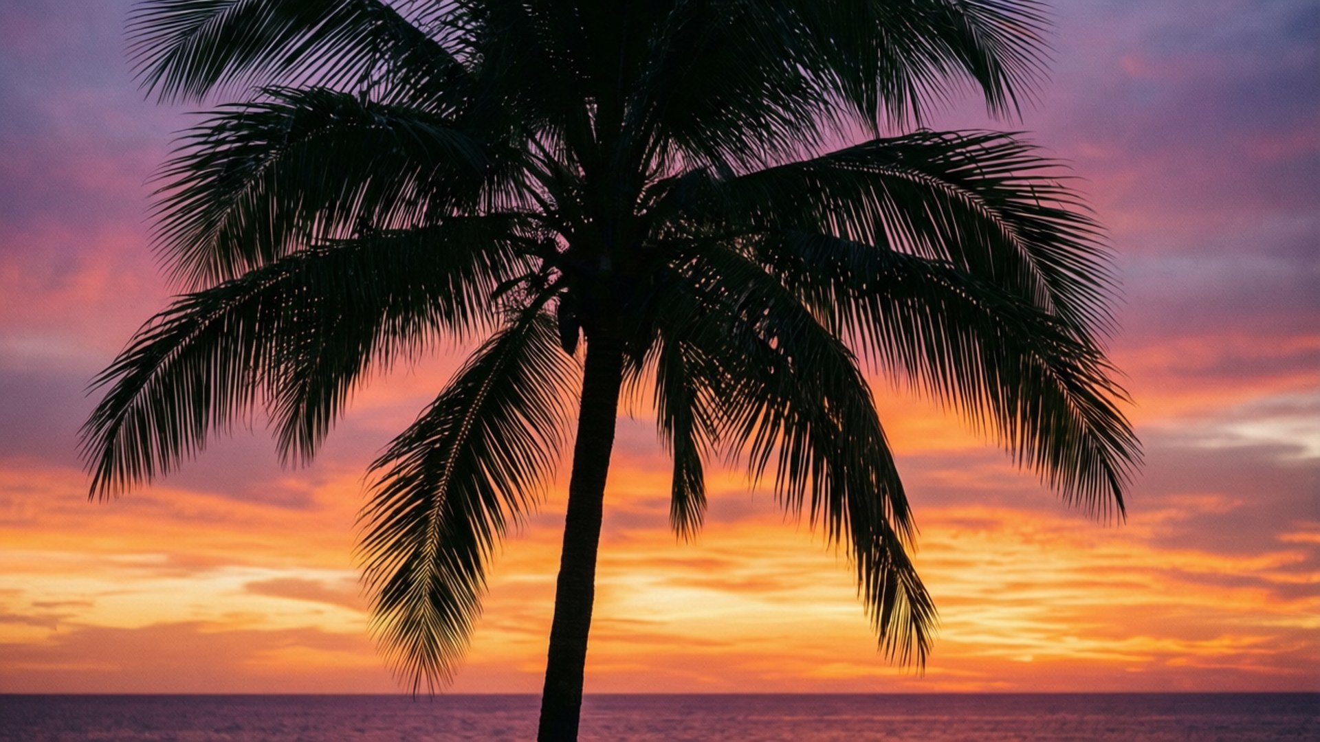 Atardecer con Palmera Fondos de pantalla