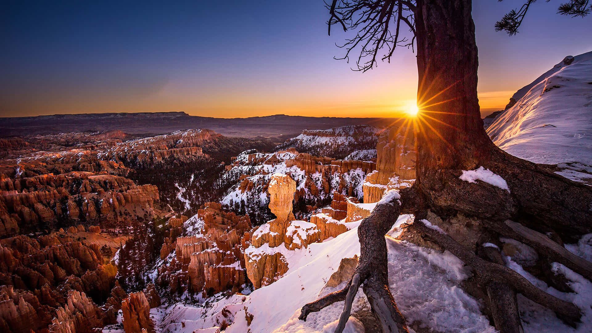 Atardecer en el Parque Nacional Bryce Canyon a través de un árbol Fondos de pantalla