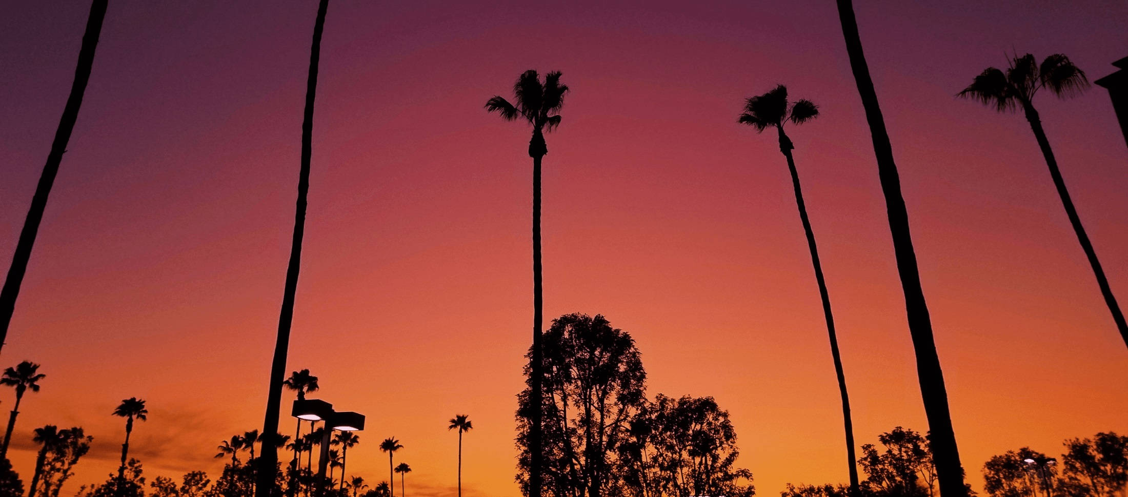 Atardecer en Los Ángeles sobre las palmeras Fondos de pantalla