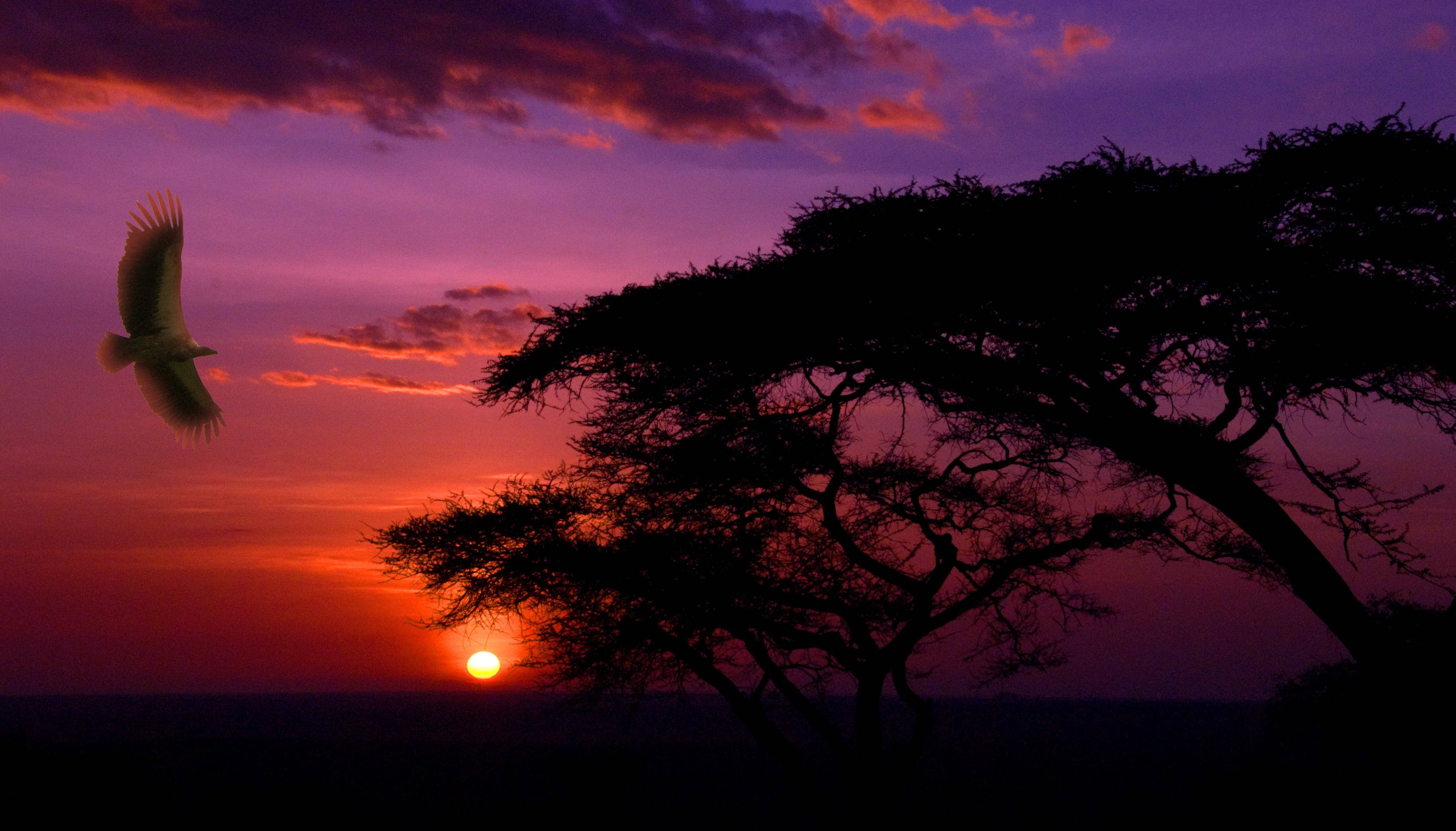 Atardecer hermoso en el Parque Nacional Serengeti Fondos de pantalla