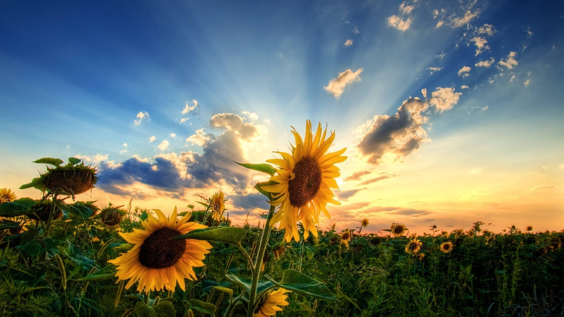 Atardecer para Exhibición de Flores