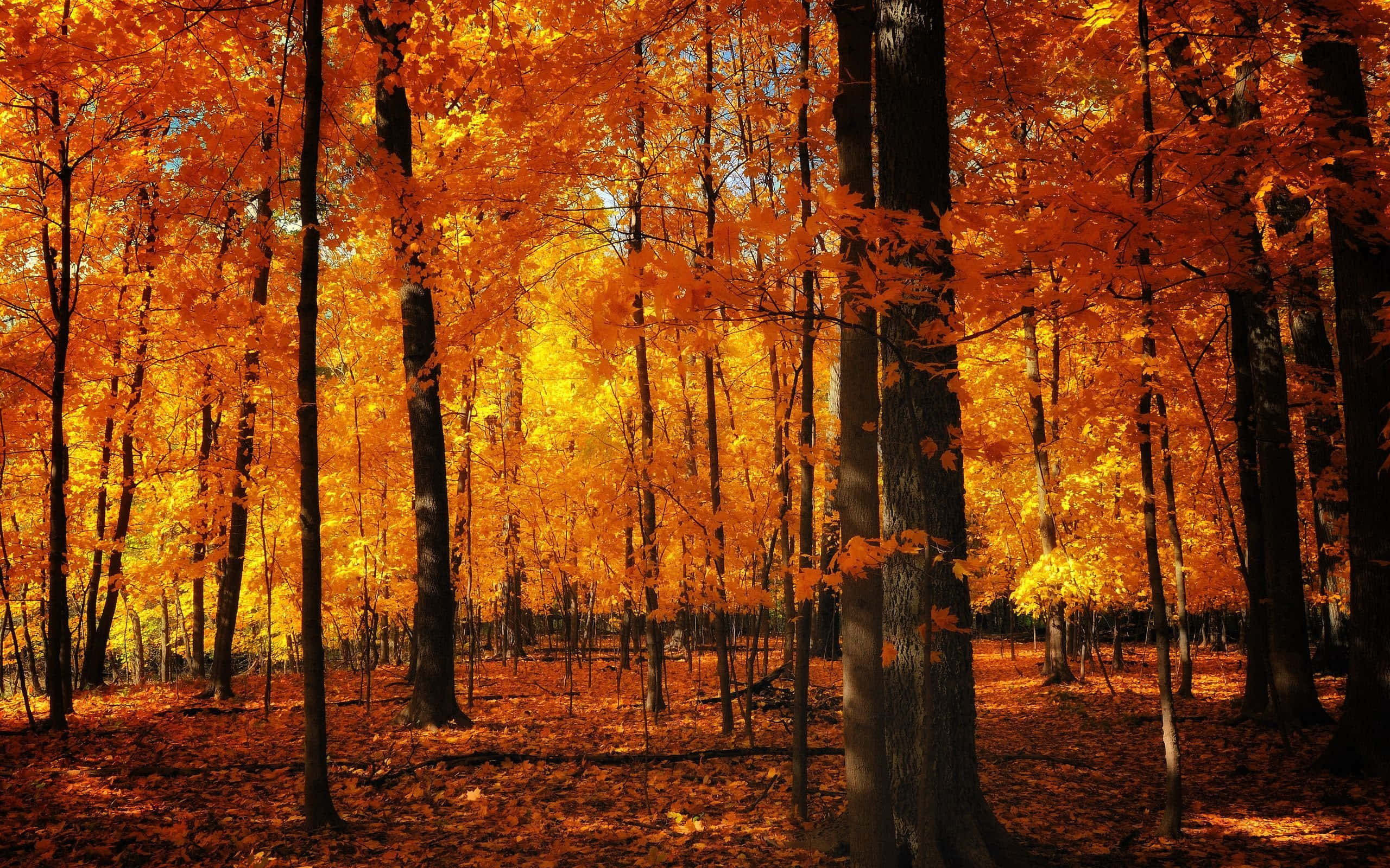 Atardecer sobre un campo de hojas doradas de otoño Fondos de pantalla