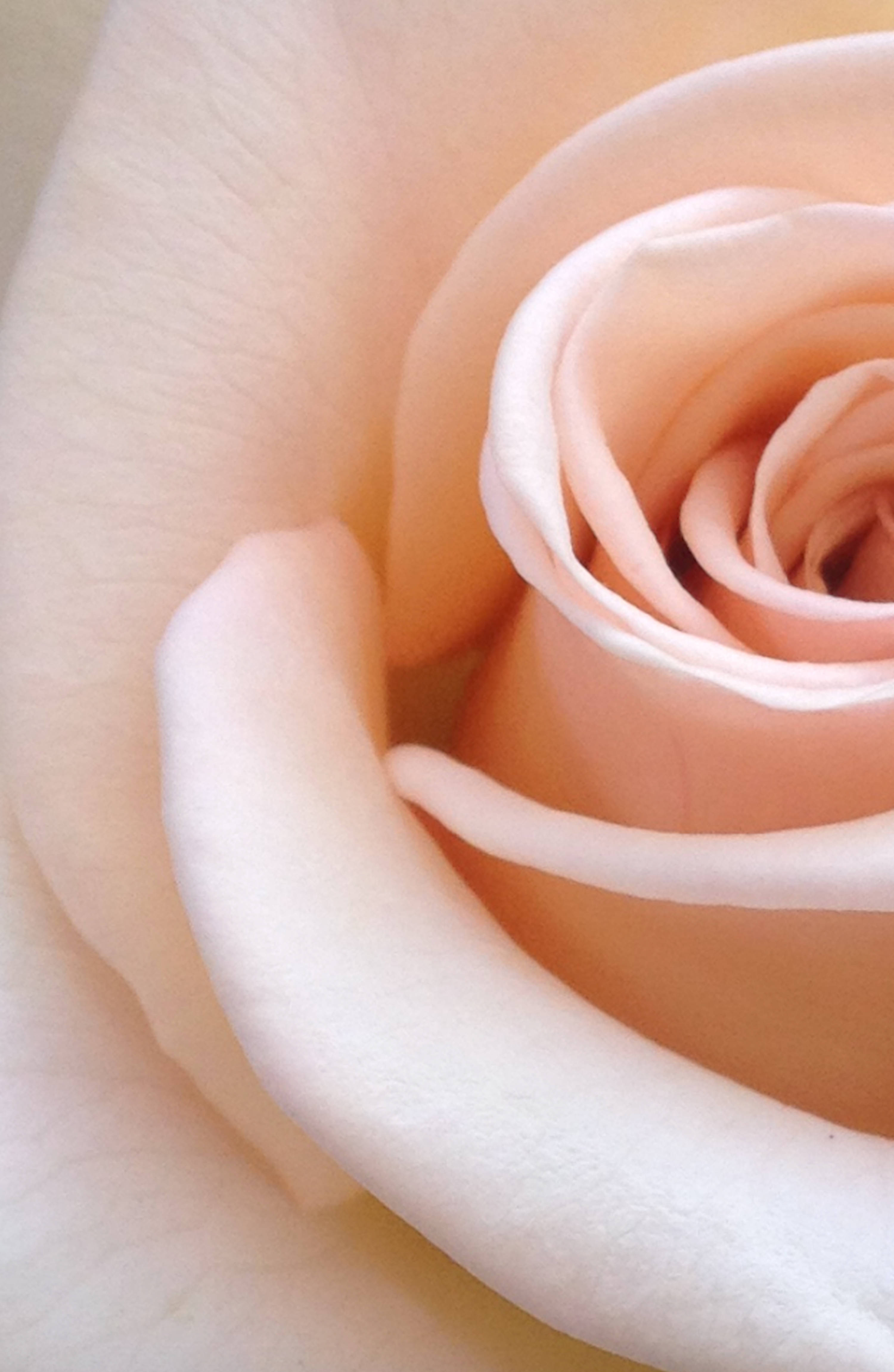 Atractivo de la naturaleza: una impresionante rosa roja vibrante Fondos de pantalla