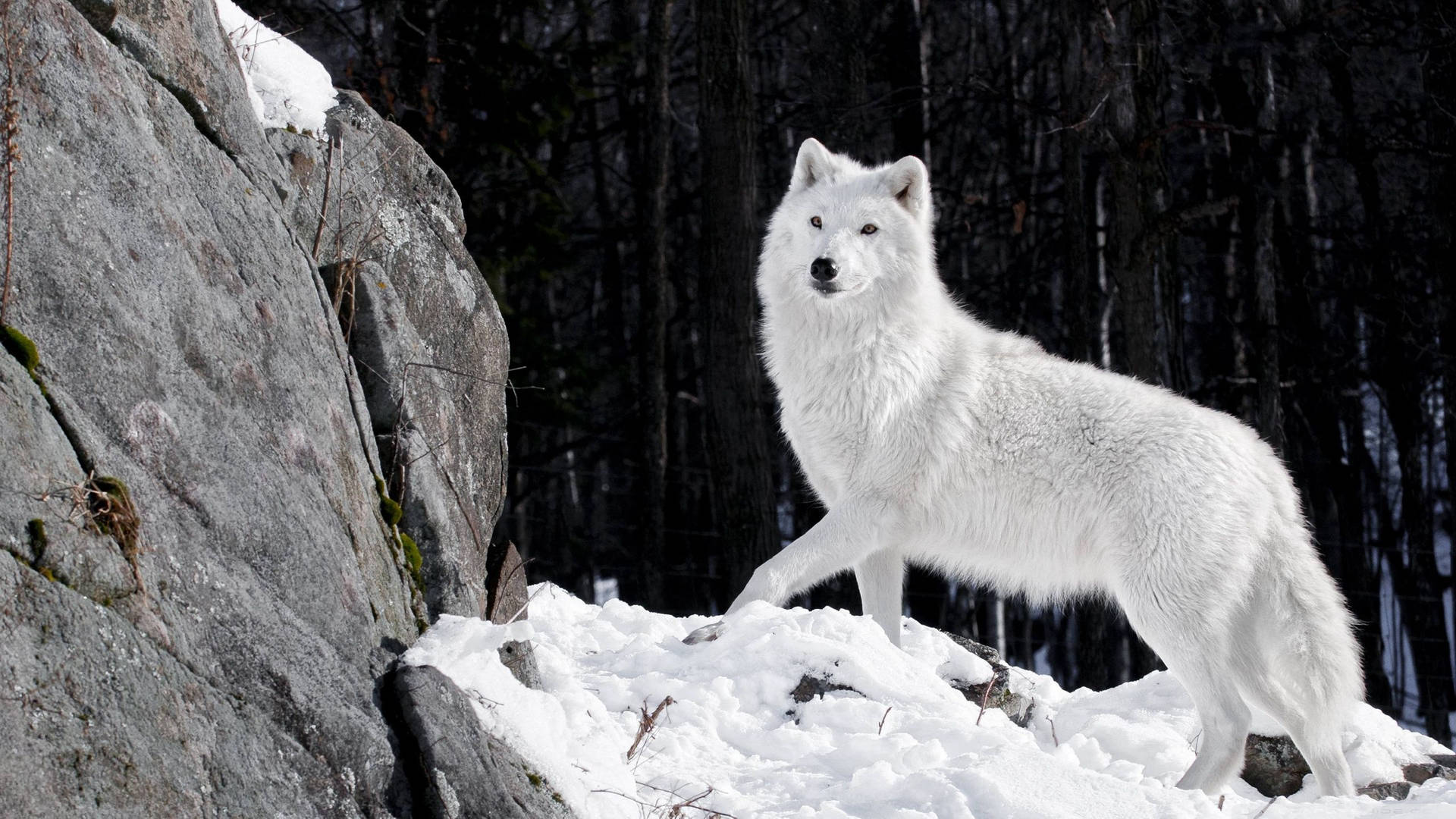 Lobo blanco parado solo sobre una roca cubierta de nieve en un bosque negro.