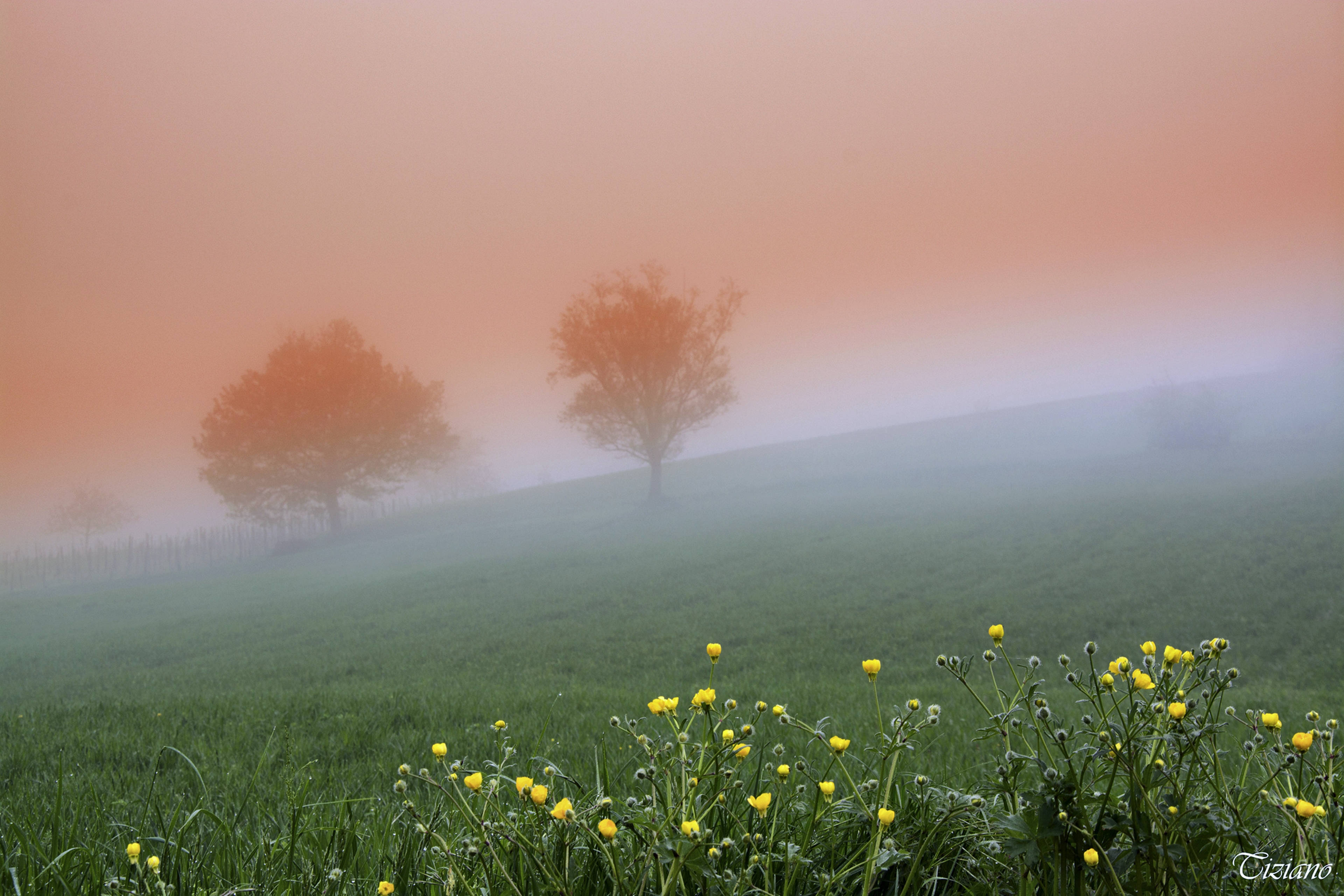 Aura misteriosa del bosque brumoso Fondos de pantalla