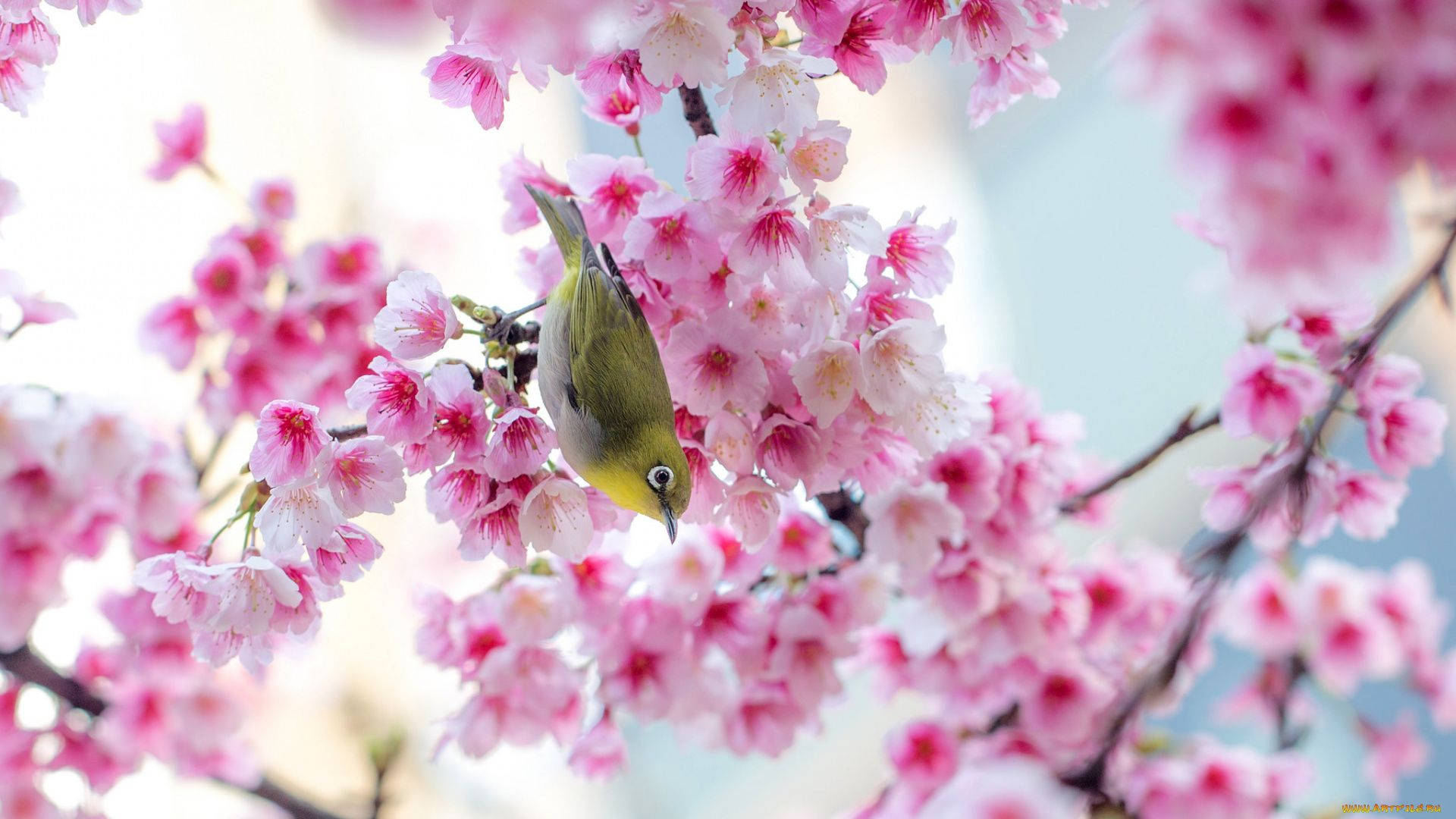 Ave Primaveral de Sakura Tierna Fondos de pantalla