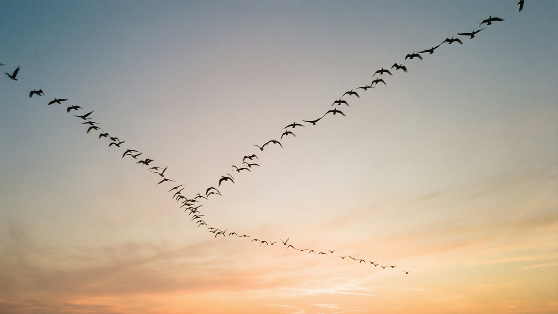Aves al Atardecer Fondos de pantalla