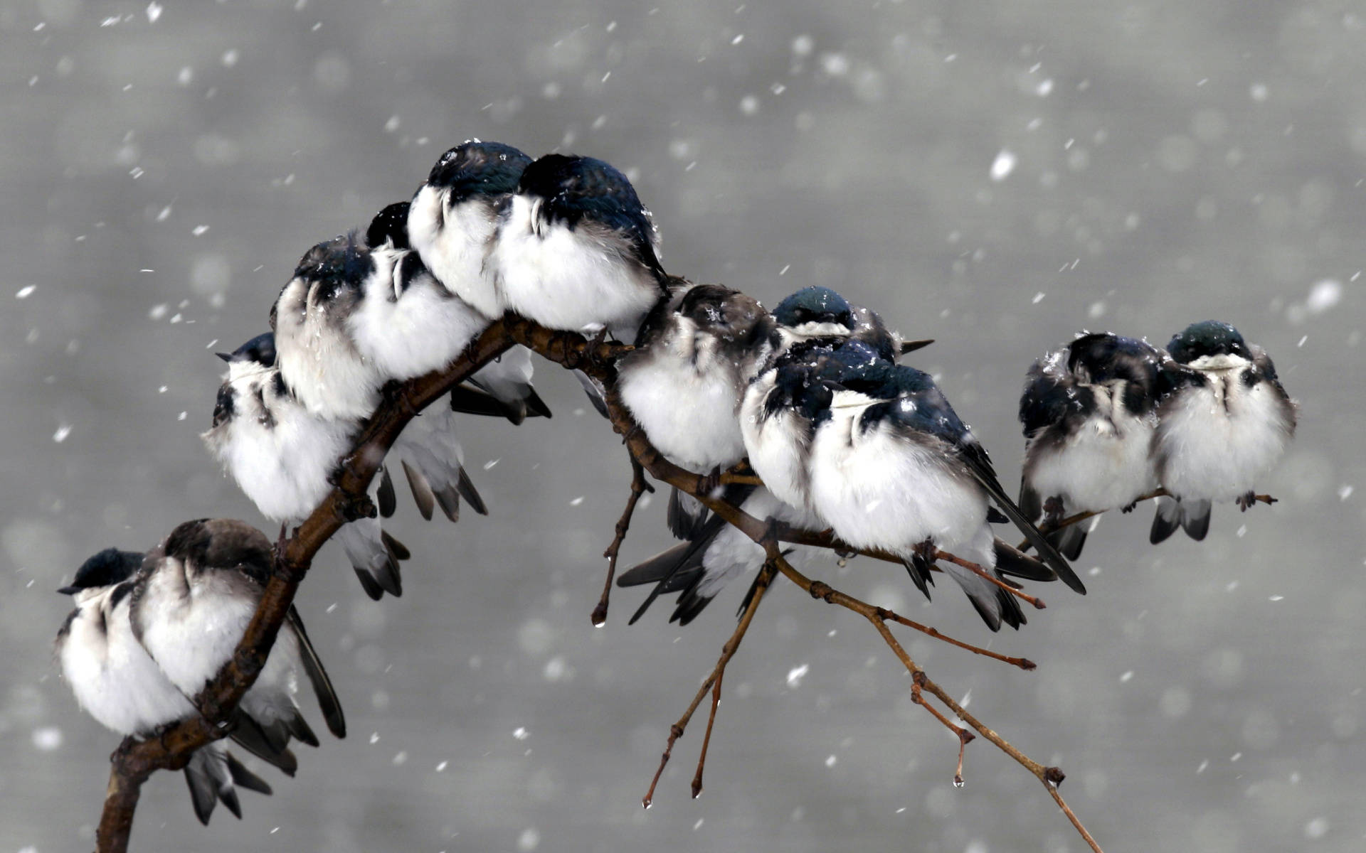 Aves Frías en Tormenta Invernal Fondos de pantalla
