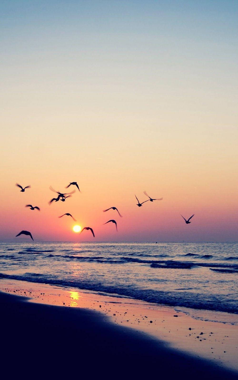 Pájaros Volando en la Playa Durante el Atardecer Fondos de pantalla