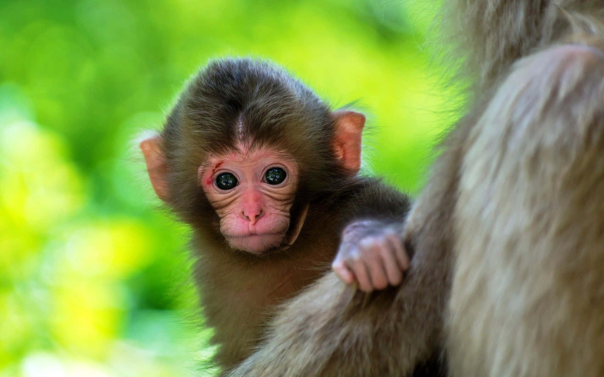 ¡Aww! Mono Bebé Adorable Fondos de pantalla