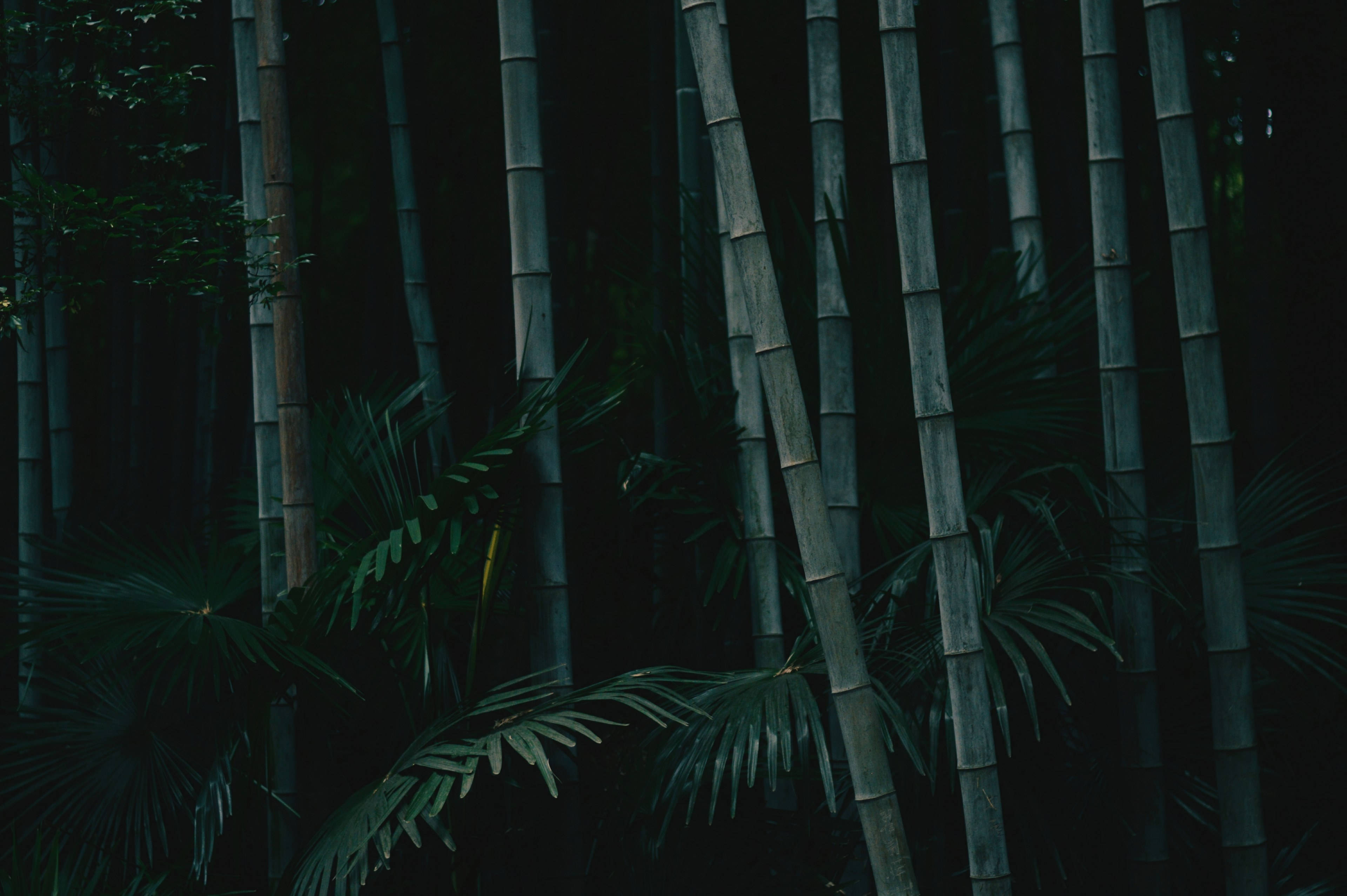 Bambú Alto Oscuro 4K Naturaleza Fondos de pantalla