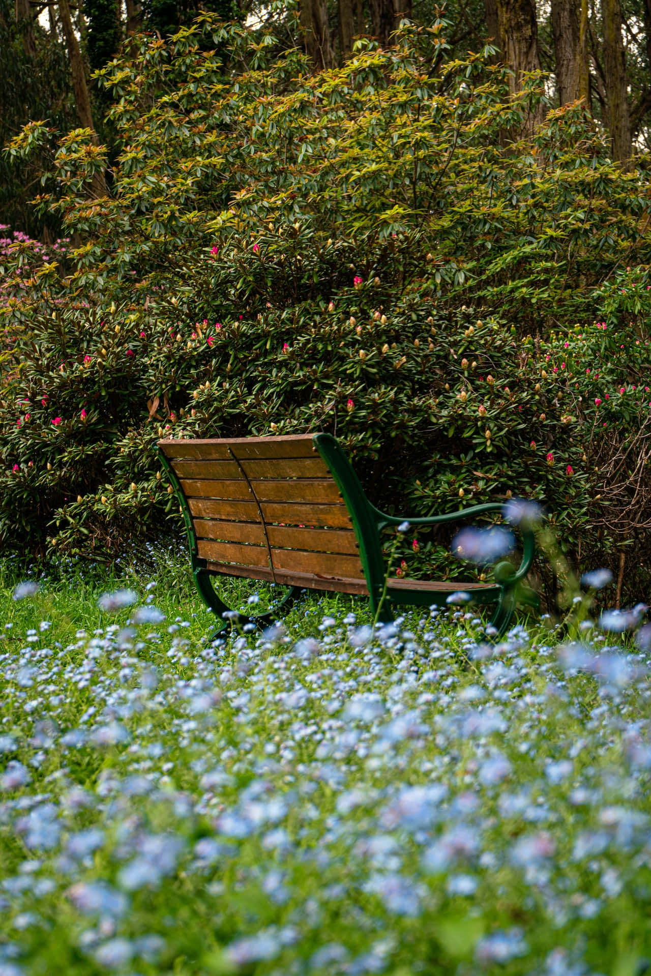 Banco de Parque con Flores Azules para Teléfono Fondos de pantalla