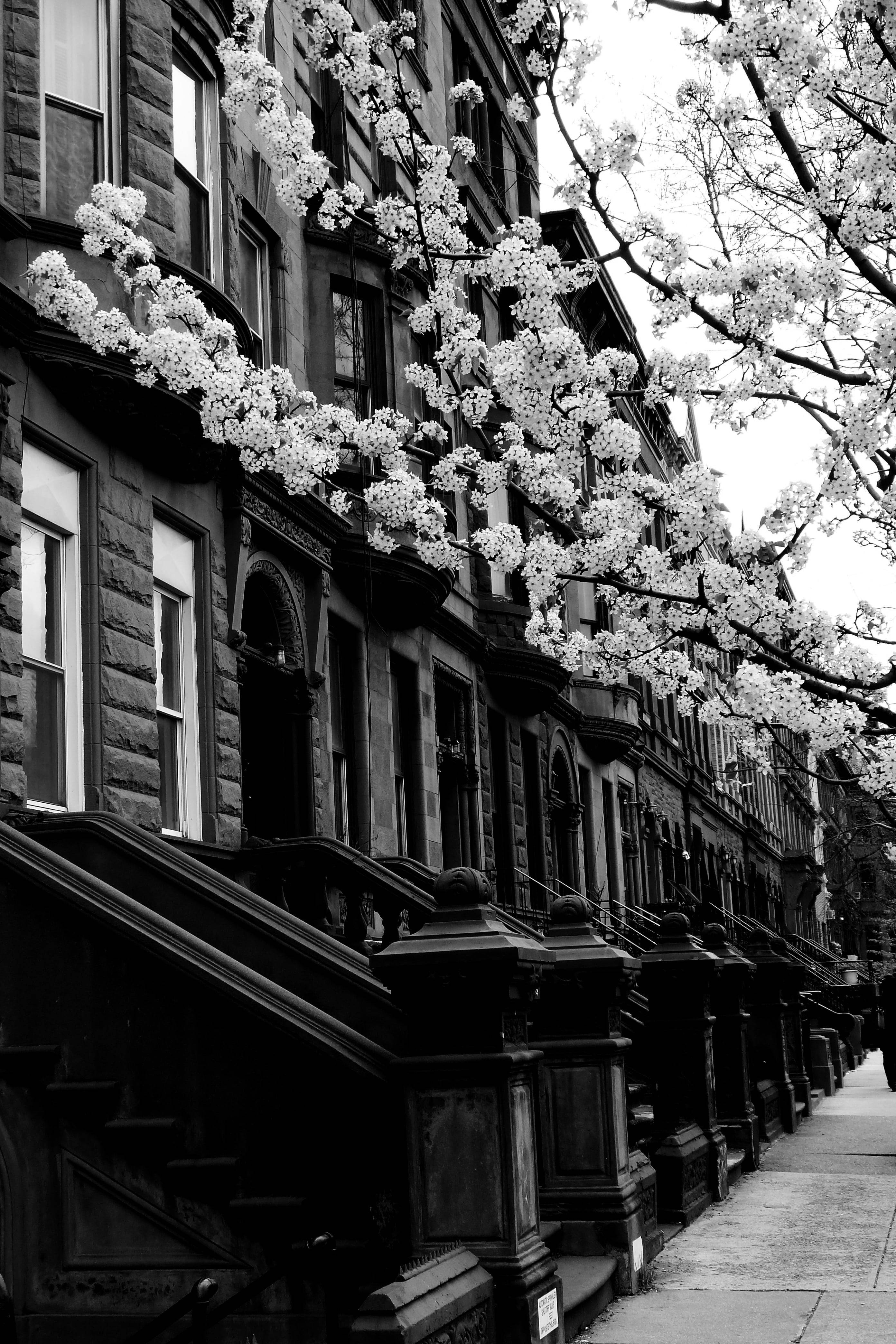 Barrio Harlem Nueva York en blanco y negro Fondos de pantalla