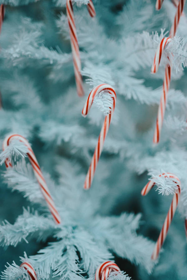 Bastones de caramelo navideños simples Fondos de pantalla