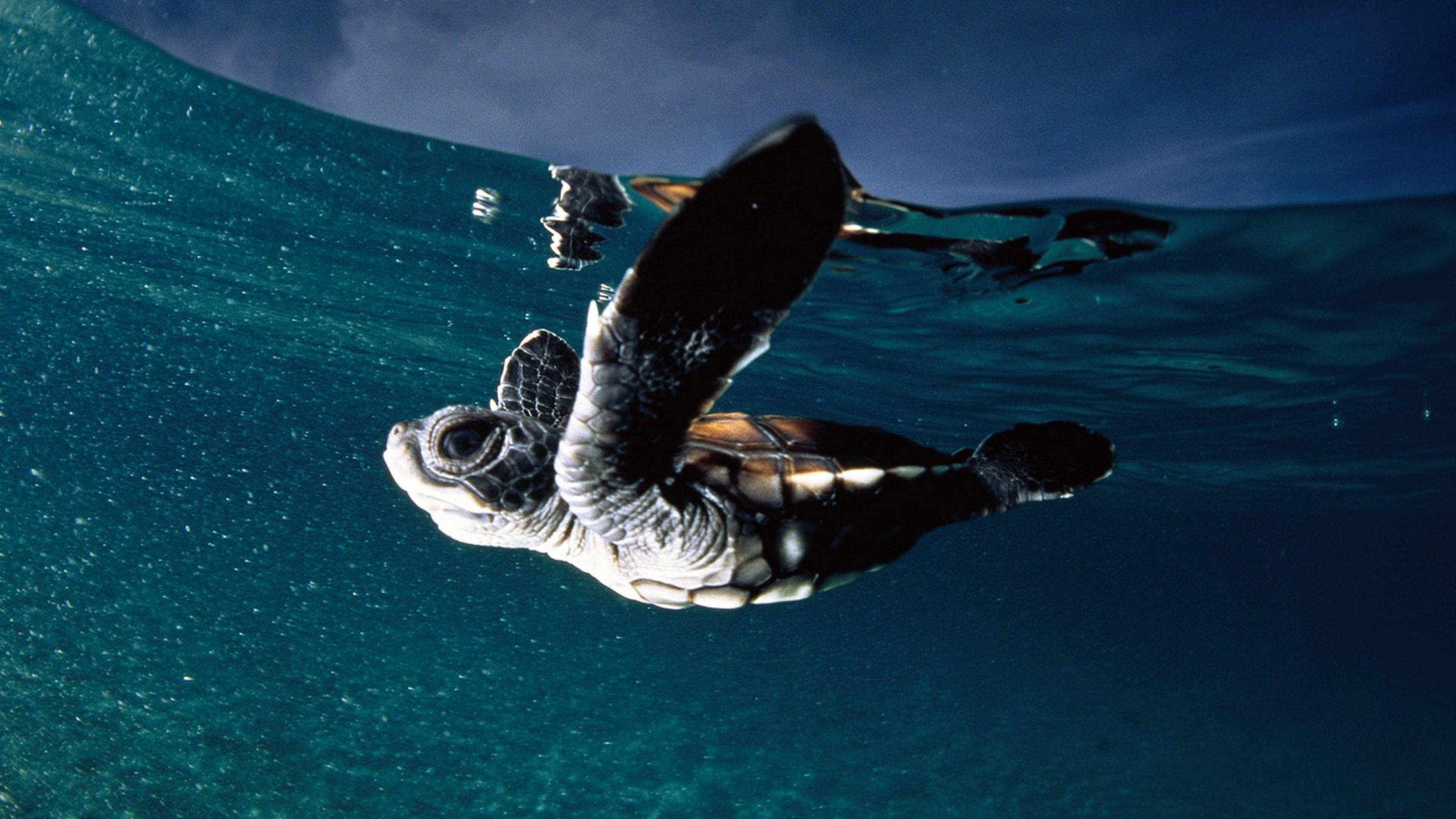 Bebé tortuga marina nadando debajo del bote Fondos de pantalla