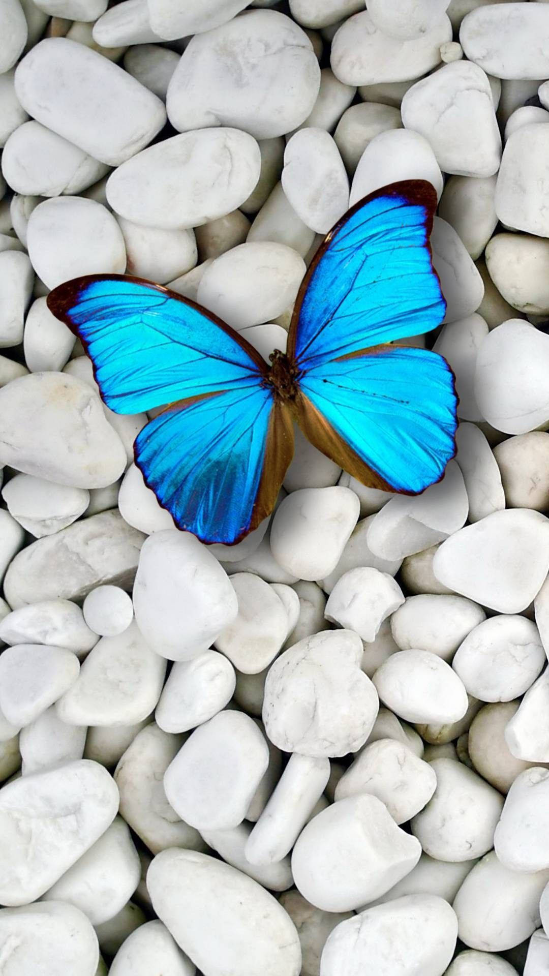 Belleza Alada en Pantalla - Fondo de Pantalla de Mariposa para iPhone Fondos de pantalla