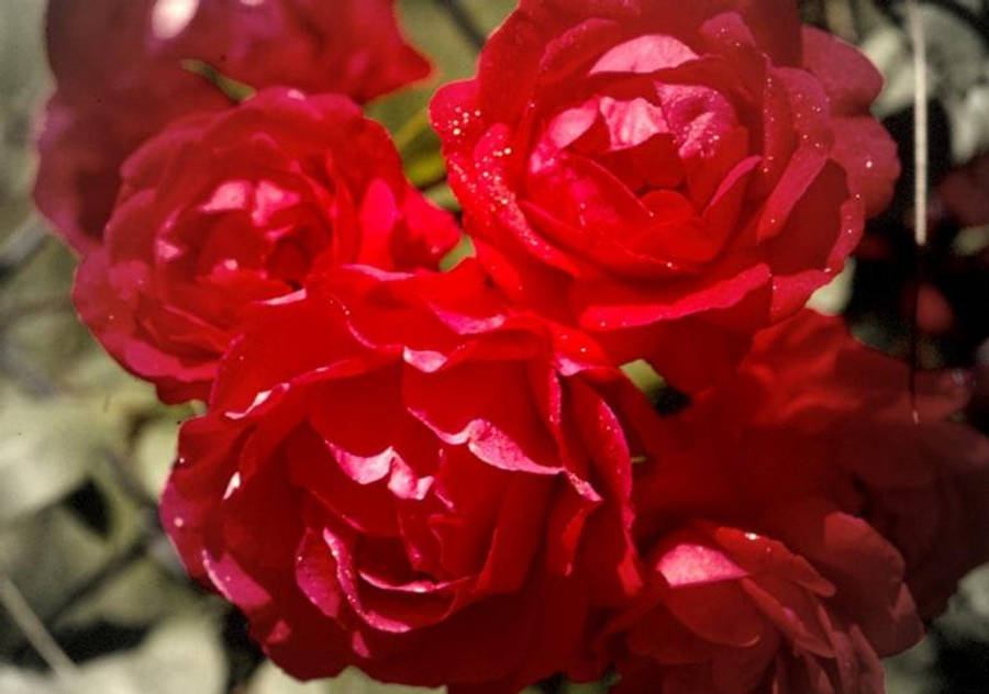 Belleza cautivadora de una rosa en flor Fondos de pantalla