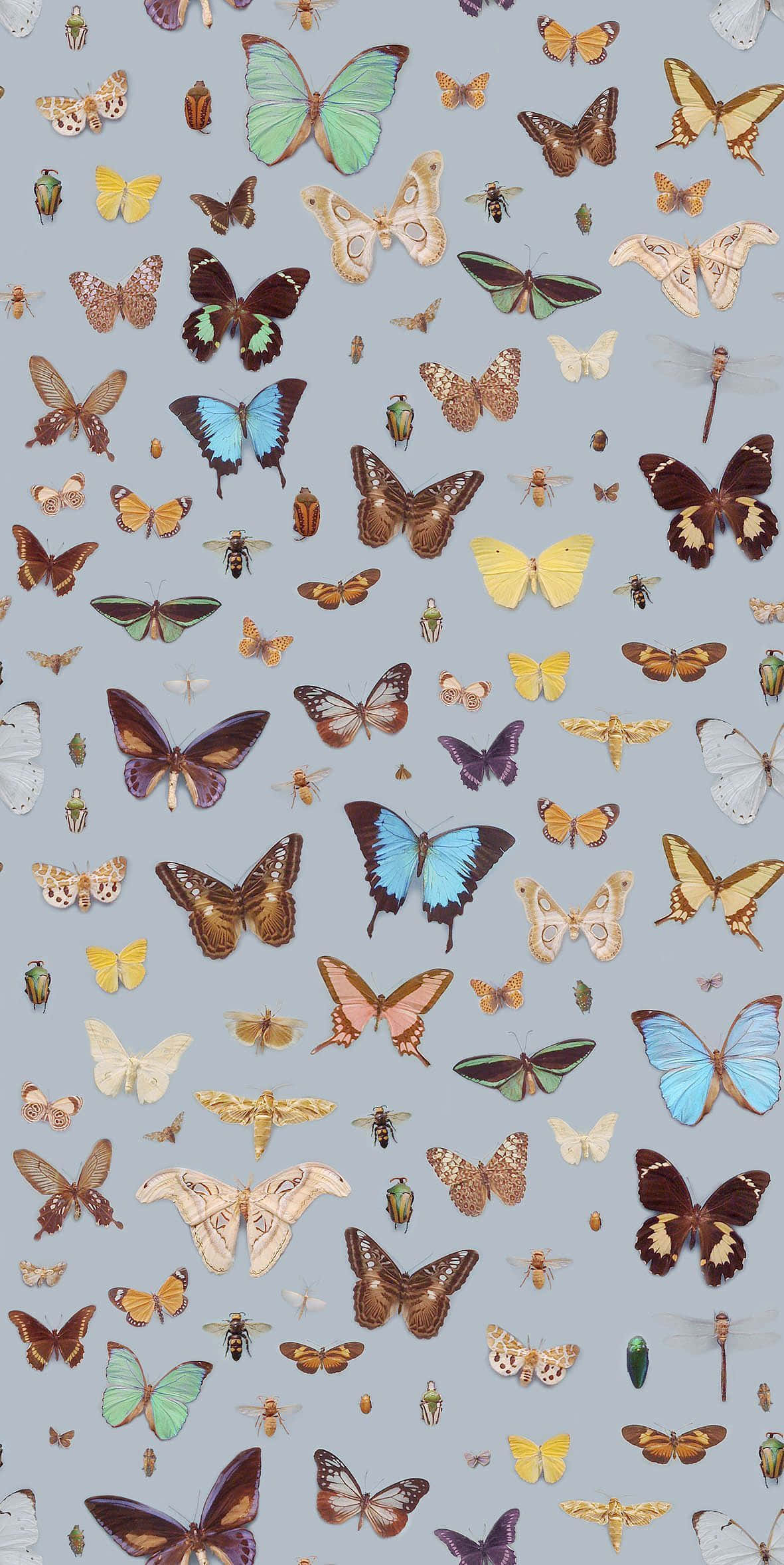Belleza Cautivadora de las Mariposas Monarca Fondos de pantalla