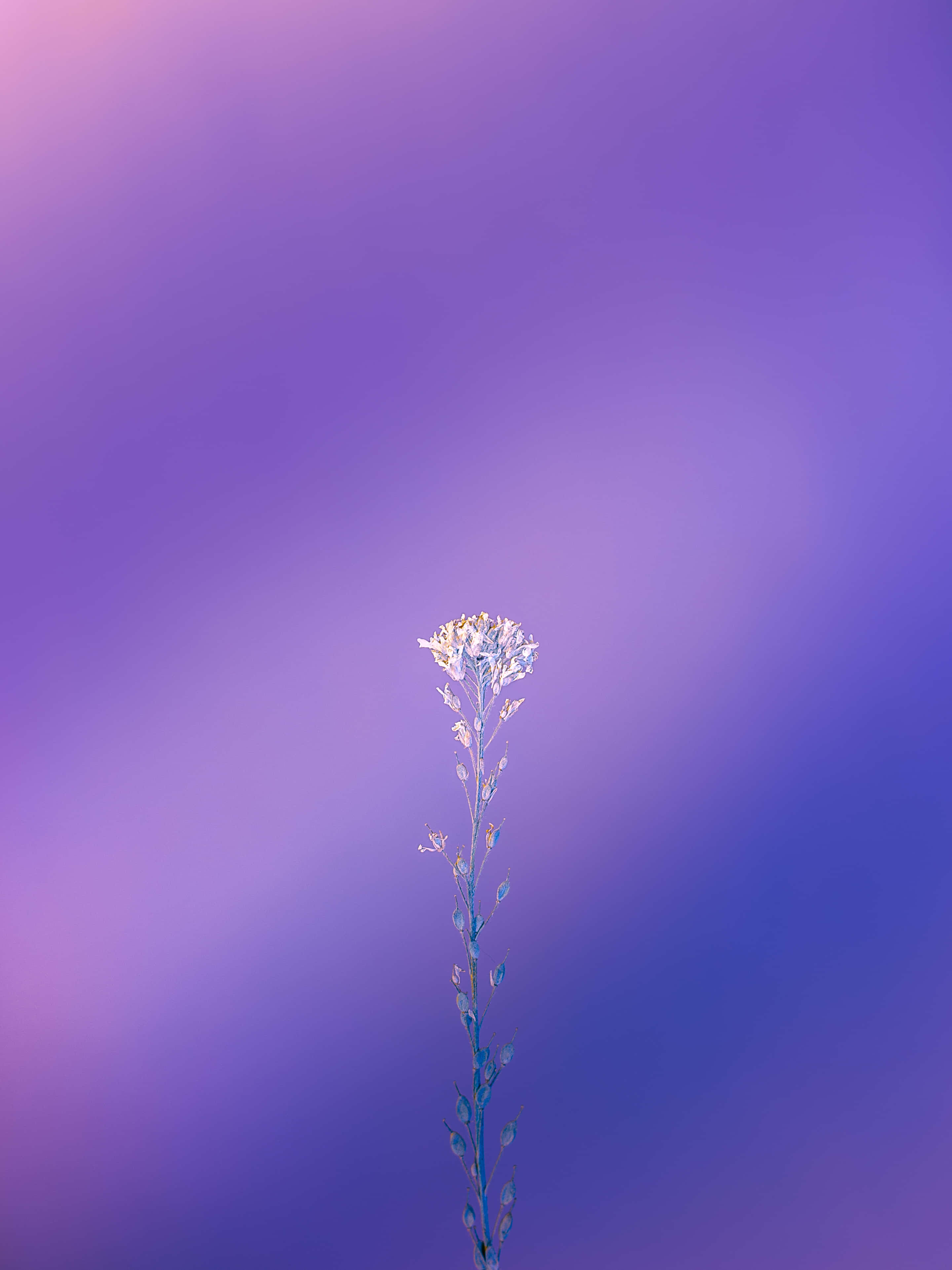 Belleza en color púrpura Fondos de pantalla