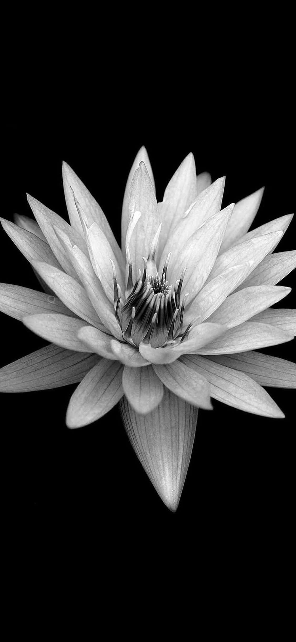 Belleza en Contraste - Una Combinación Perfecta Fondos de pantalla