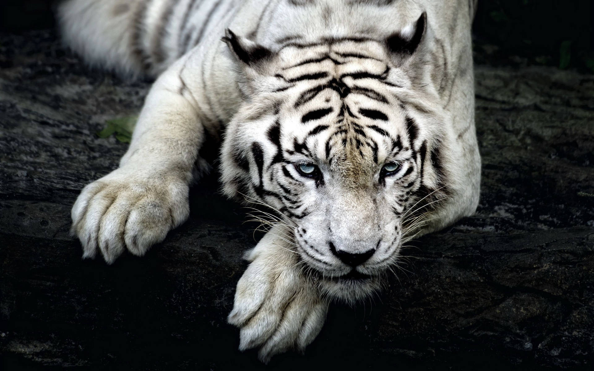 Fondo de pantalla de tigre albino vigilante sobre roca rugosa