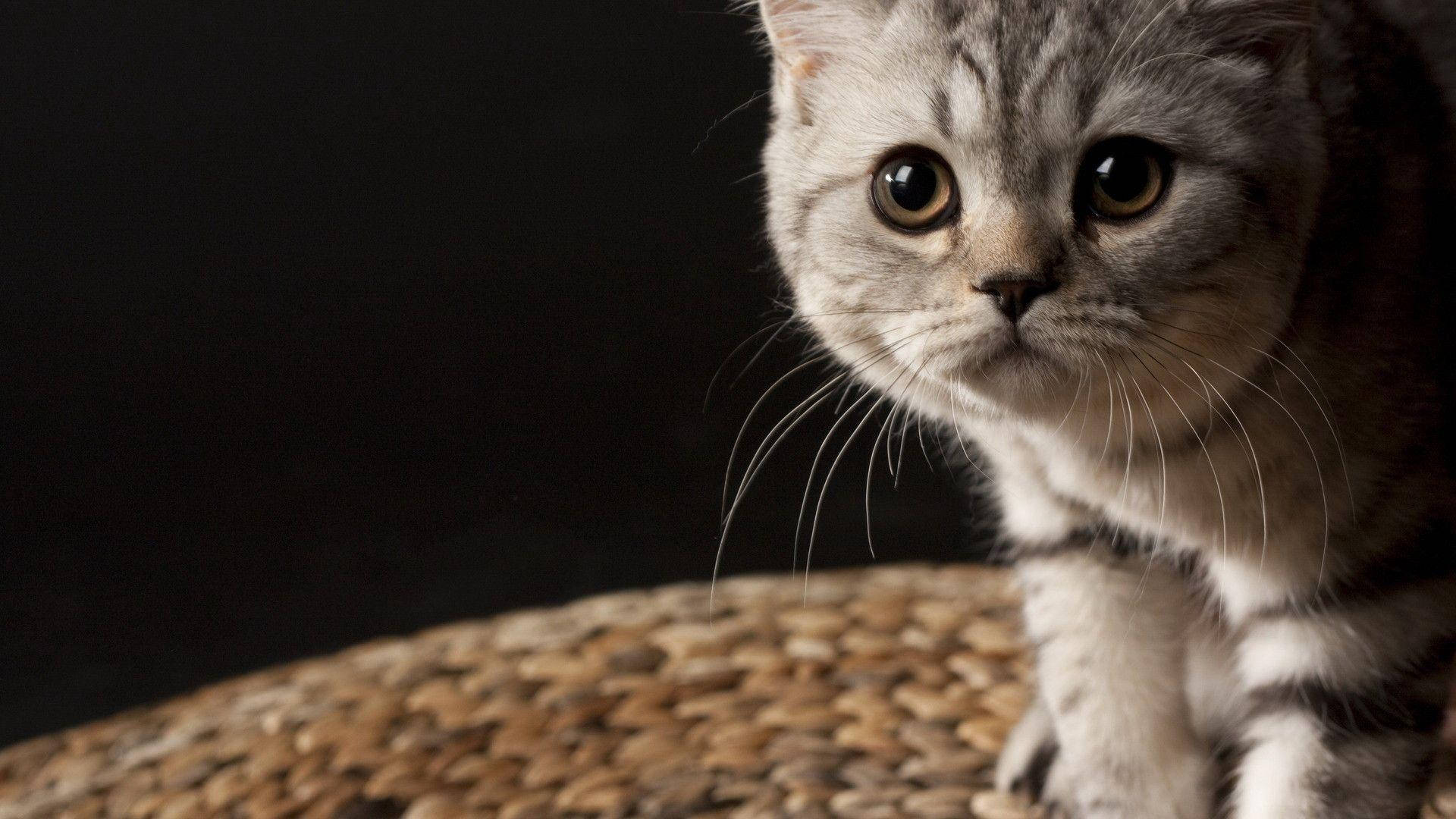 Belleza Felina Majestuosa Fondos de pantalla