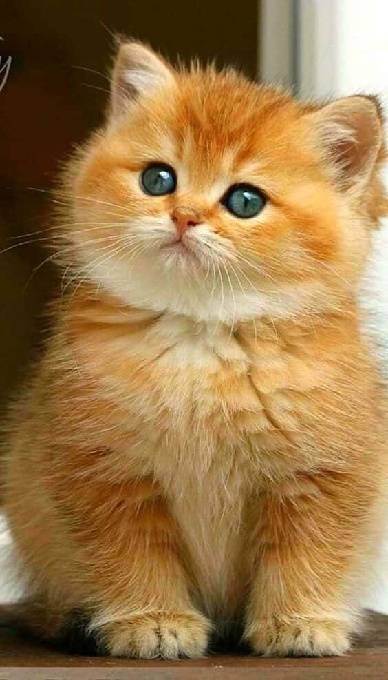 Belleza Felina Majestuosa en Alta Definición Fondos de pantalla