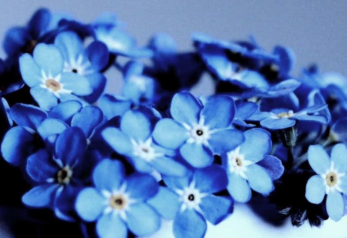Belleza Floreciente - Un Impresionante Fondo Floral Estético Fondos de pantalla