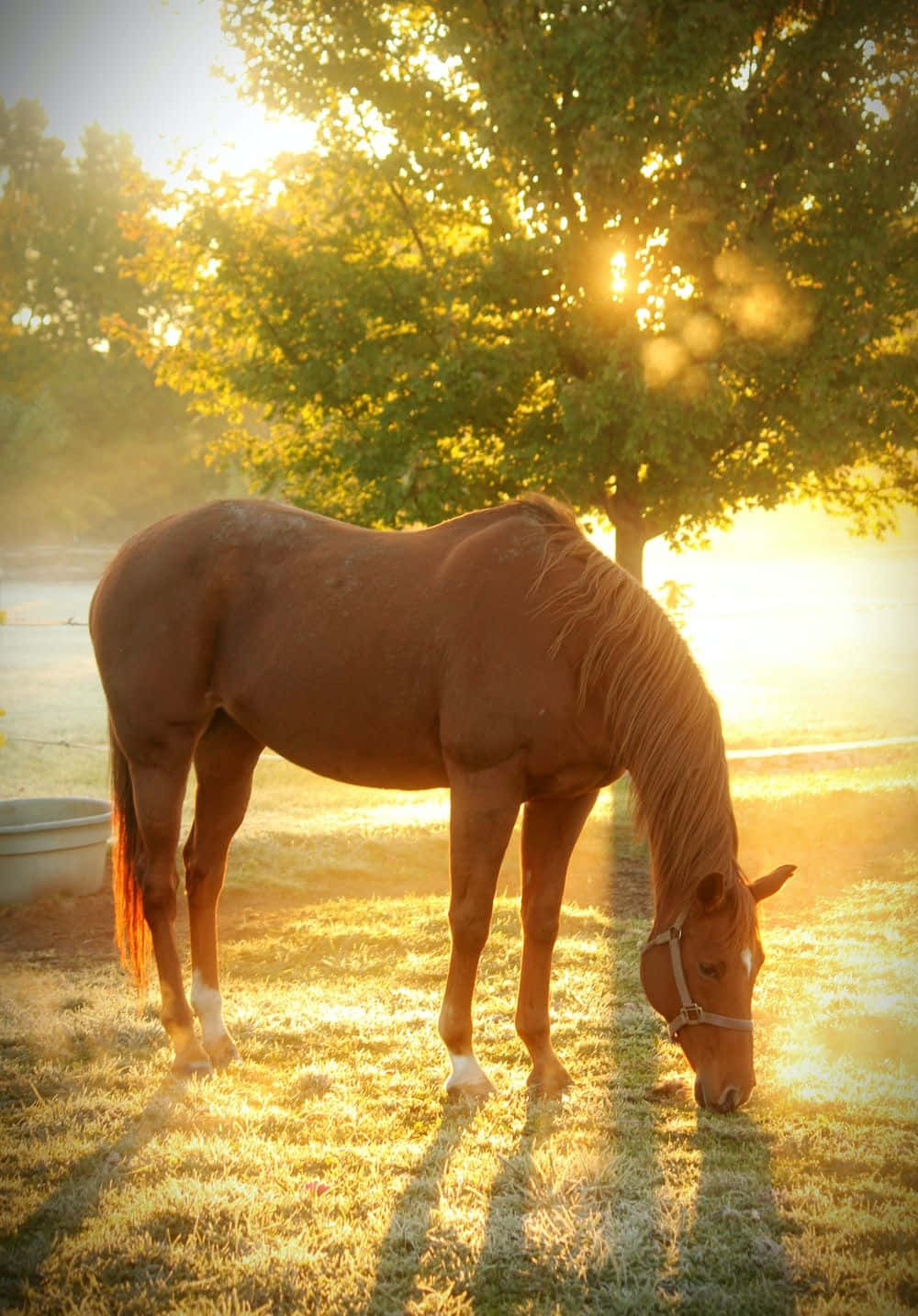 Belleza Majestuosa: Un Impresionante Caballo en la Naturaleza Fondos de pantalla