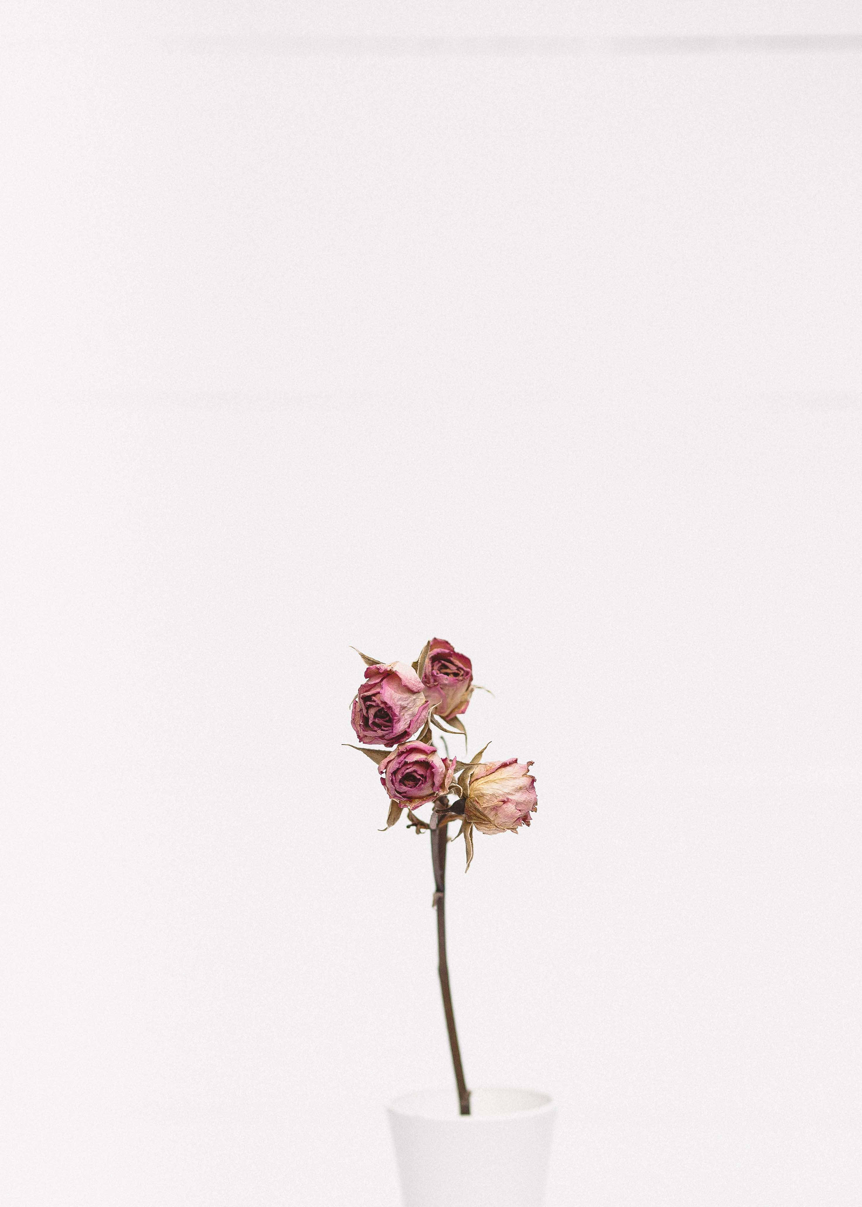 Belleza minimalista de una rosa rosa Fondos de pantalla