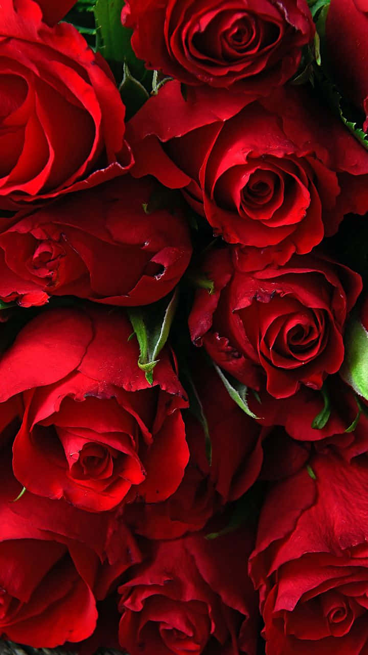 Belleza Radiante de una Rosa Rosa Fondos de pantalla