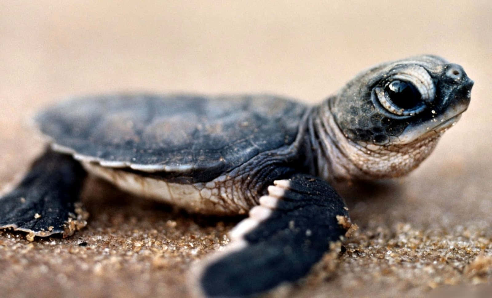 Bienvenido al maravilloso mundo de las tortugas lindas Fondos de pantalla