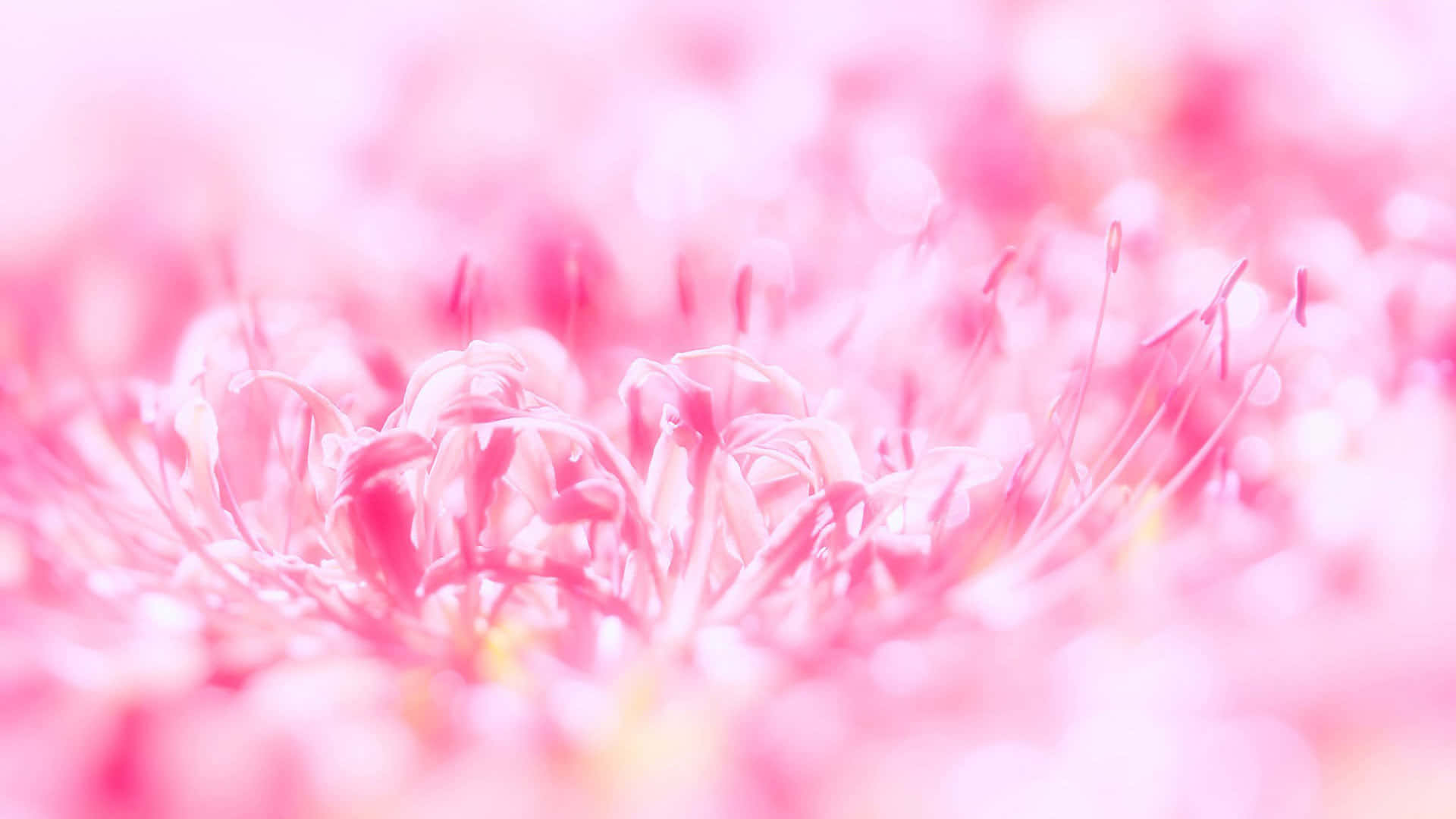 ¡Bienvenido al mundo del Rosa Lindo! Fondos de pantalla