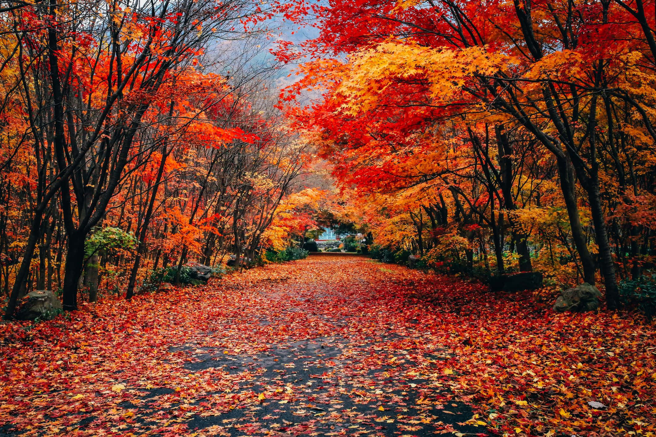 Bienvenido al Otoño Fondos de pantalla