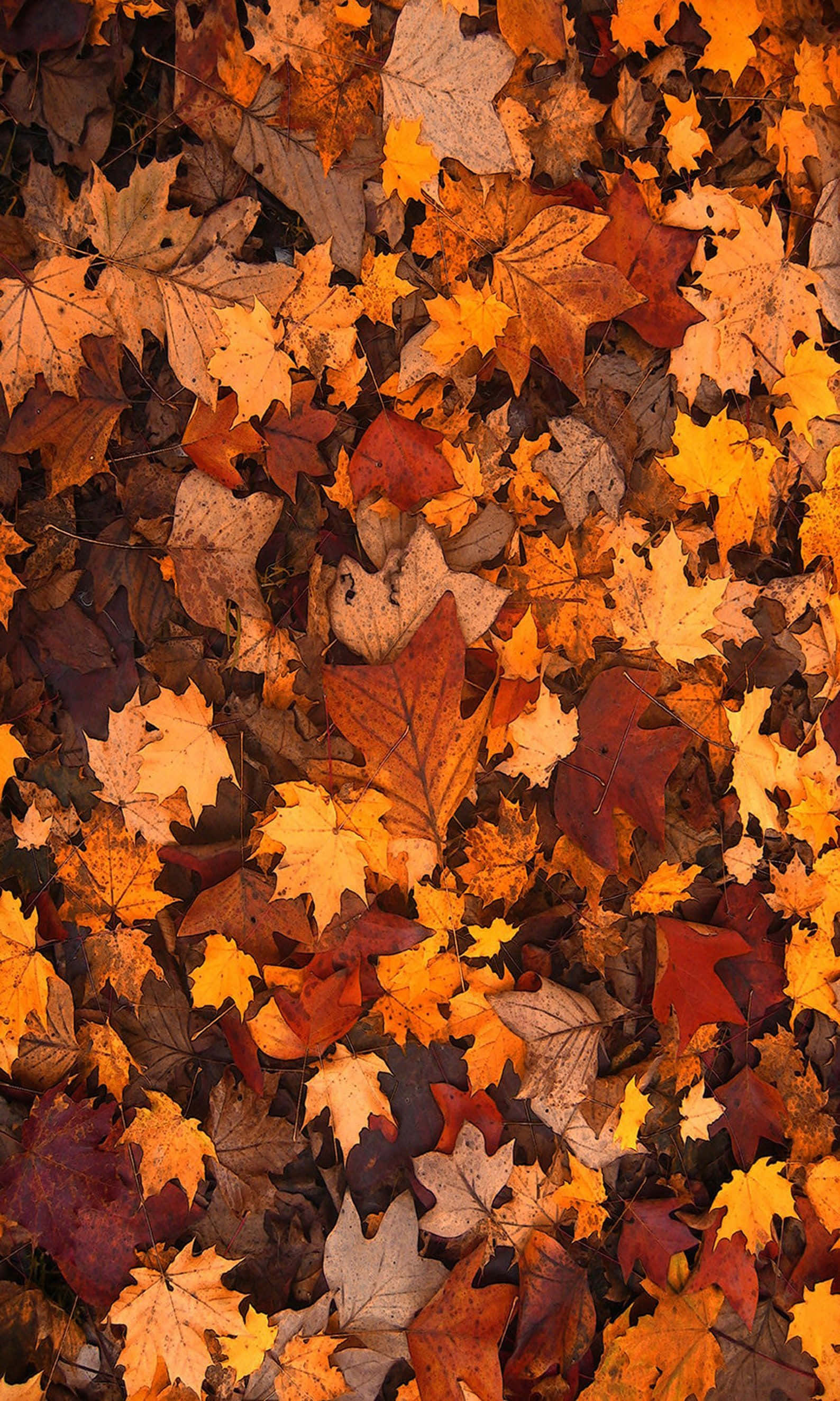 Bienvenido al Otoño: un paisaje pintoresco Fondos de pantalla
