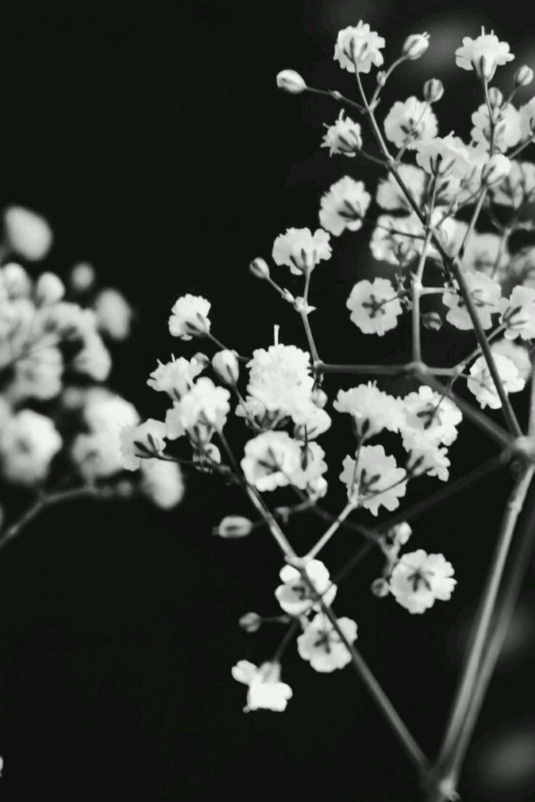 Blanco y Negro Estético y Soñador Fondos de pantalla