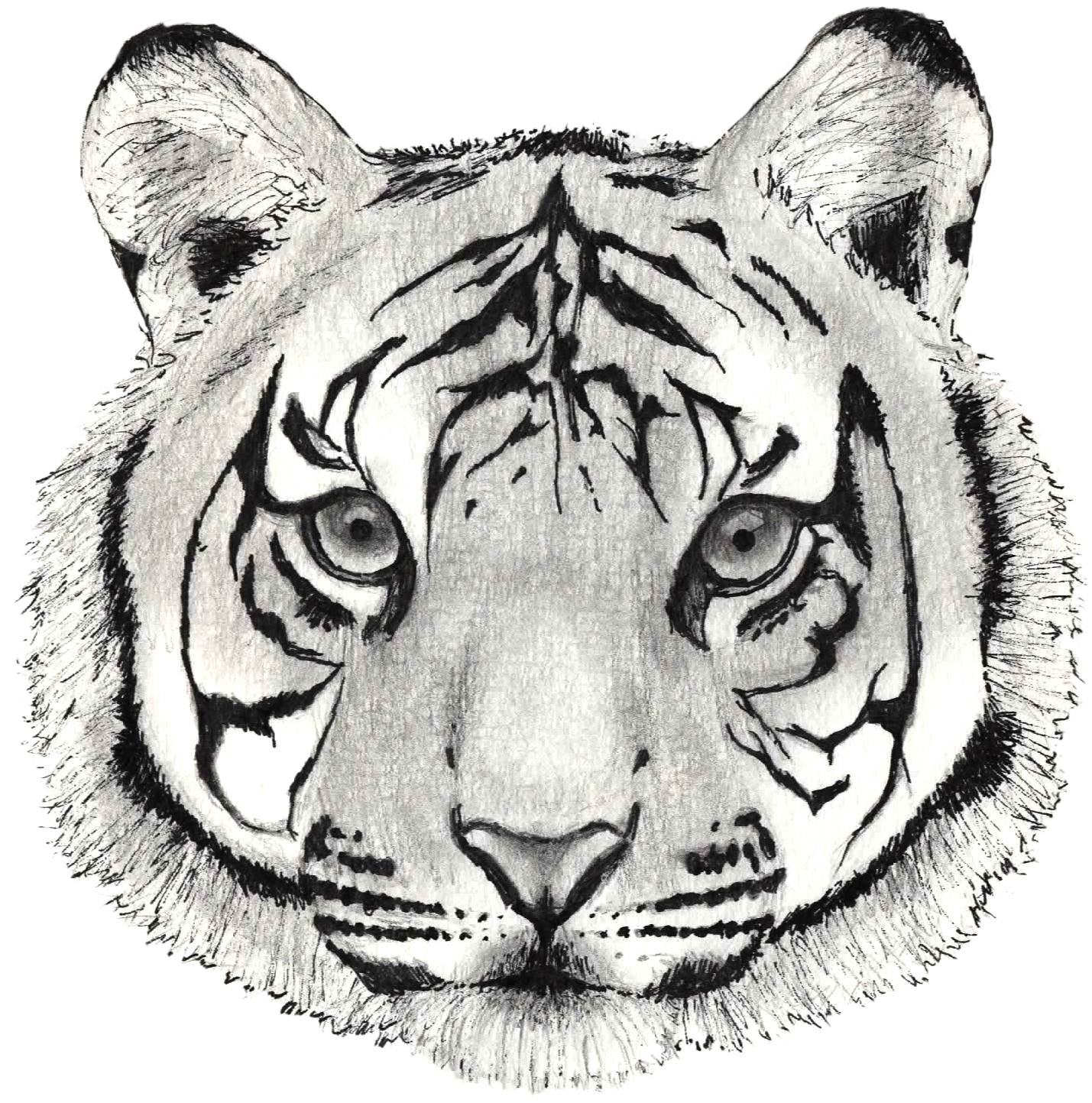 Boceto de cara de tigre dibujado a mano Fondos de pantalla