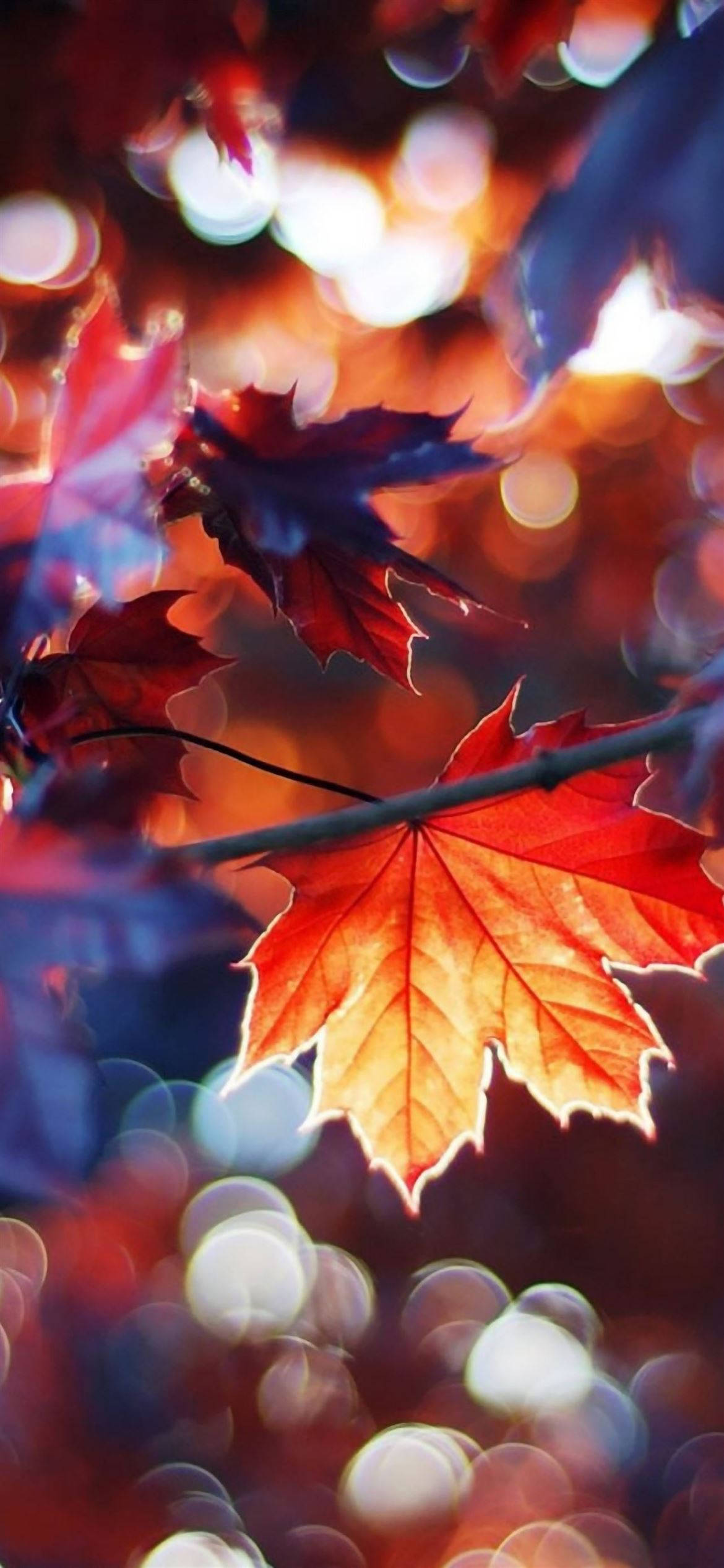 Bokeh de Hojas de Arce en Otoño para iPhone Fondos de pantalla
