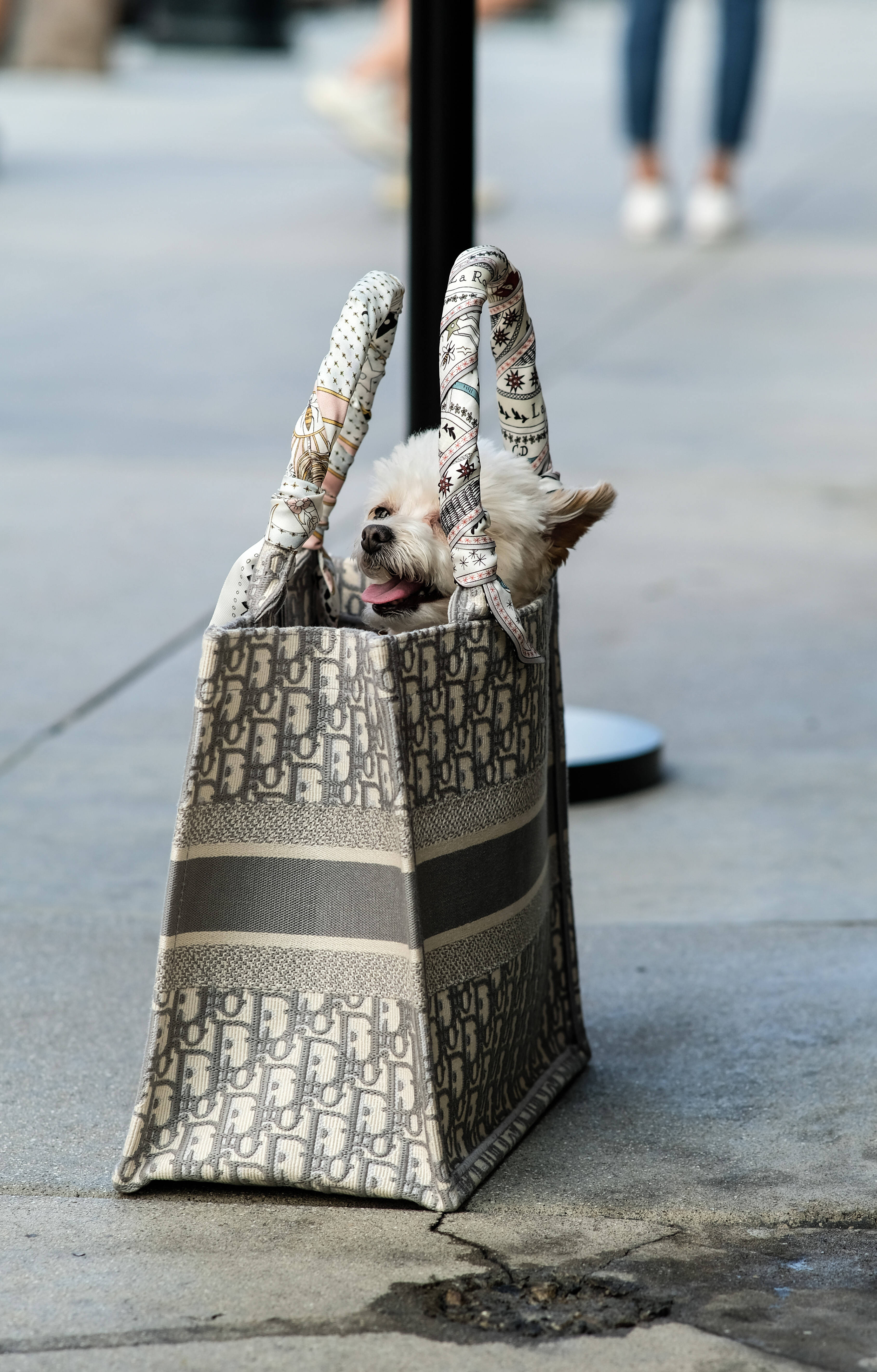 Bolso Tote Dior Con Cachorro Fondos de pantalla