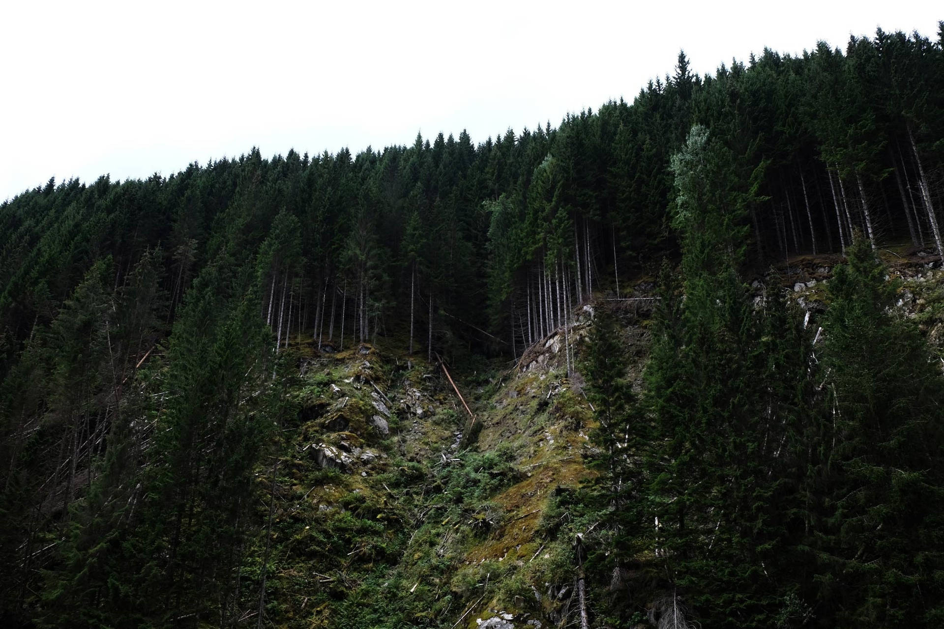 Borde del Bosque en la Montaña Fondos de pantalla