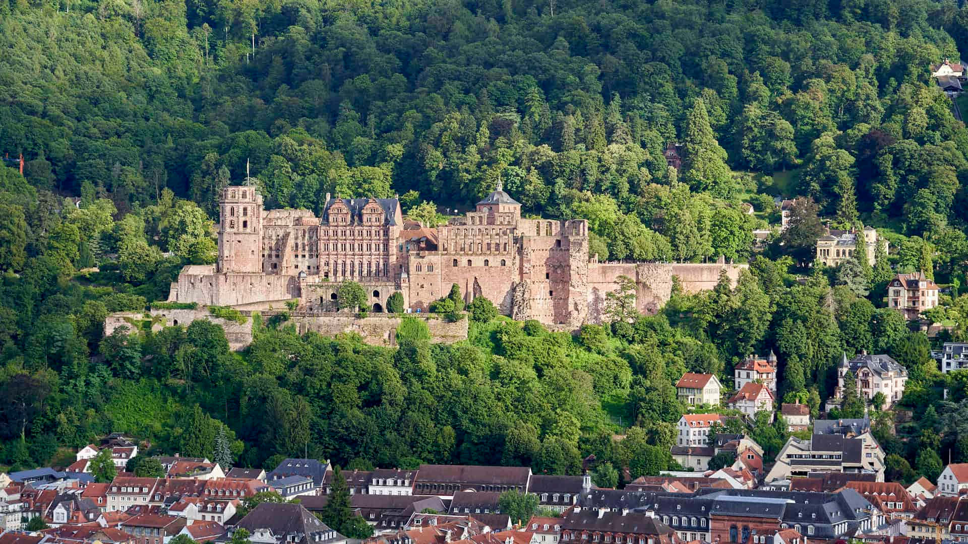 Bosque alrededor del Castillo de Heidelberg Fondos de pantalla