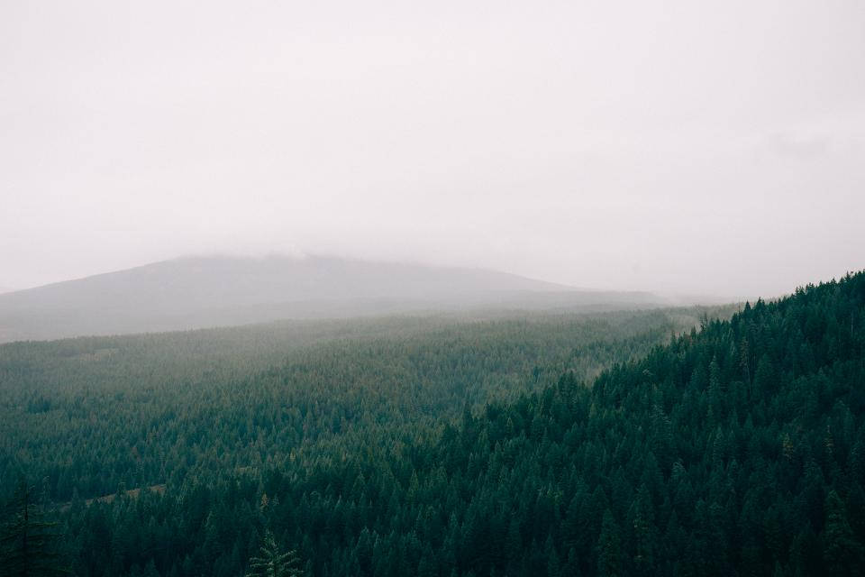 Bosque brumoso místico al amanecer Fondos de pantalla