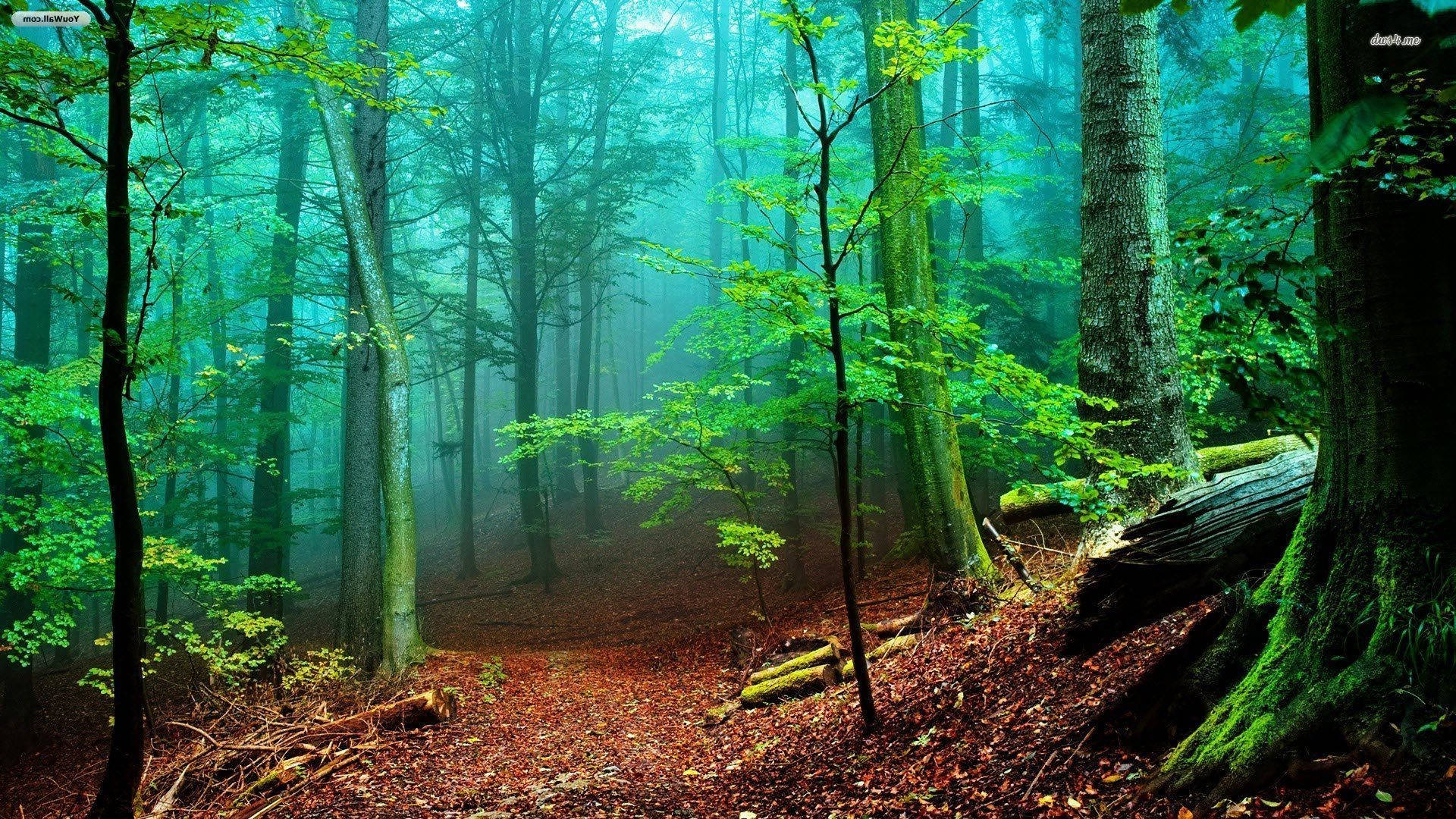 Bosque Brumoso Verde Brillante Fondos de pantalla