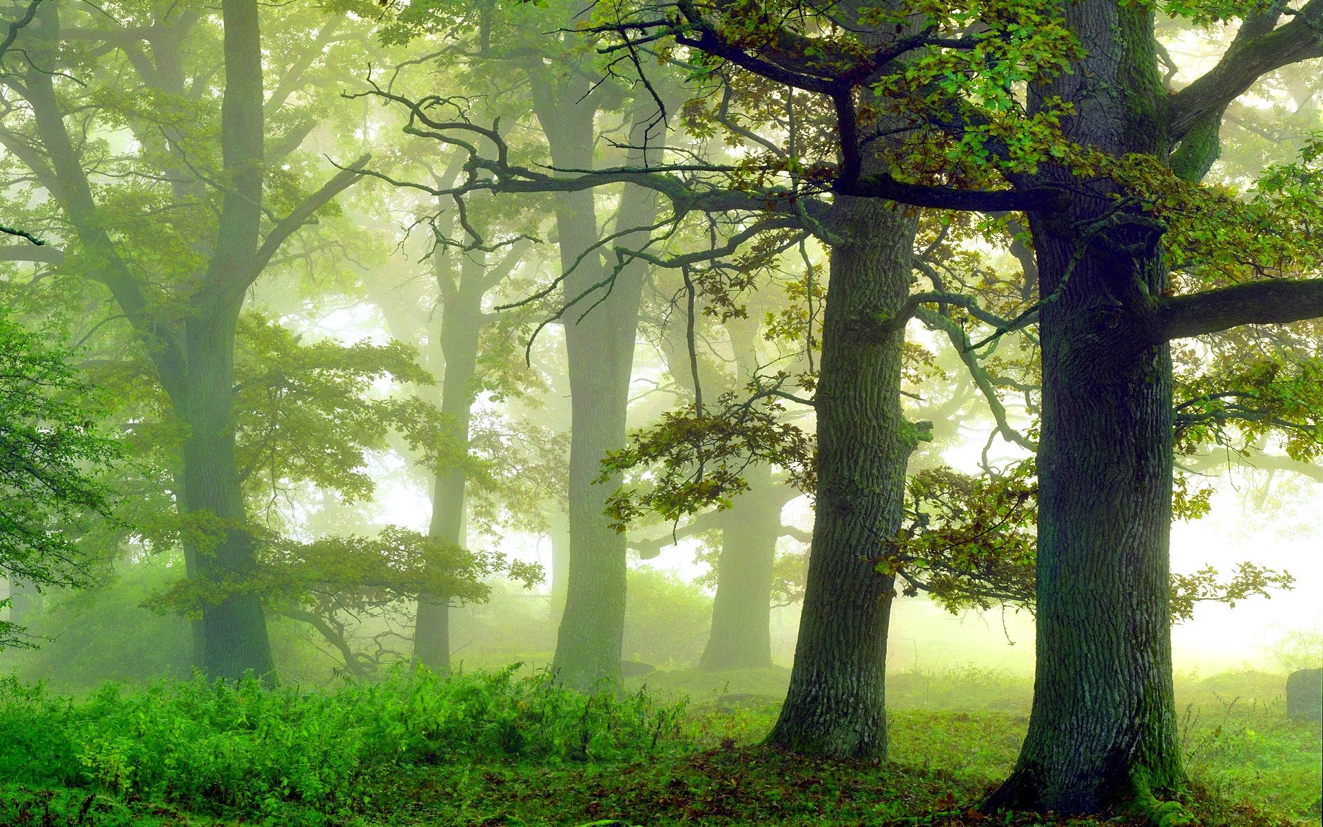 Bosque brumoso y verdoso Fondos de pantalla