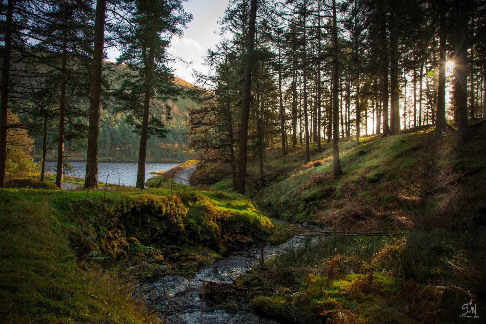 Fondo de pantalla Bosque con Arroyo