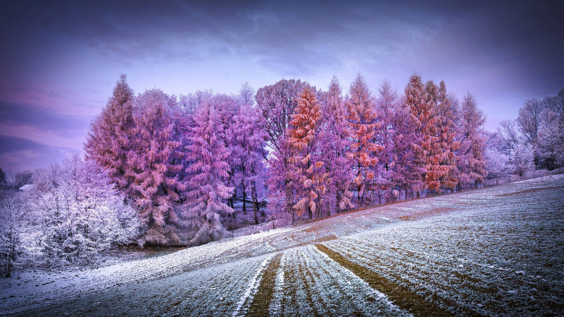 Bosque con estética invernal Fondos de pantalla