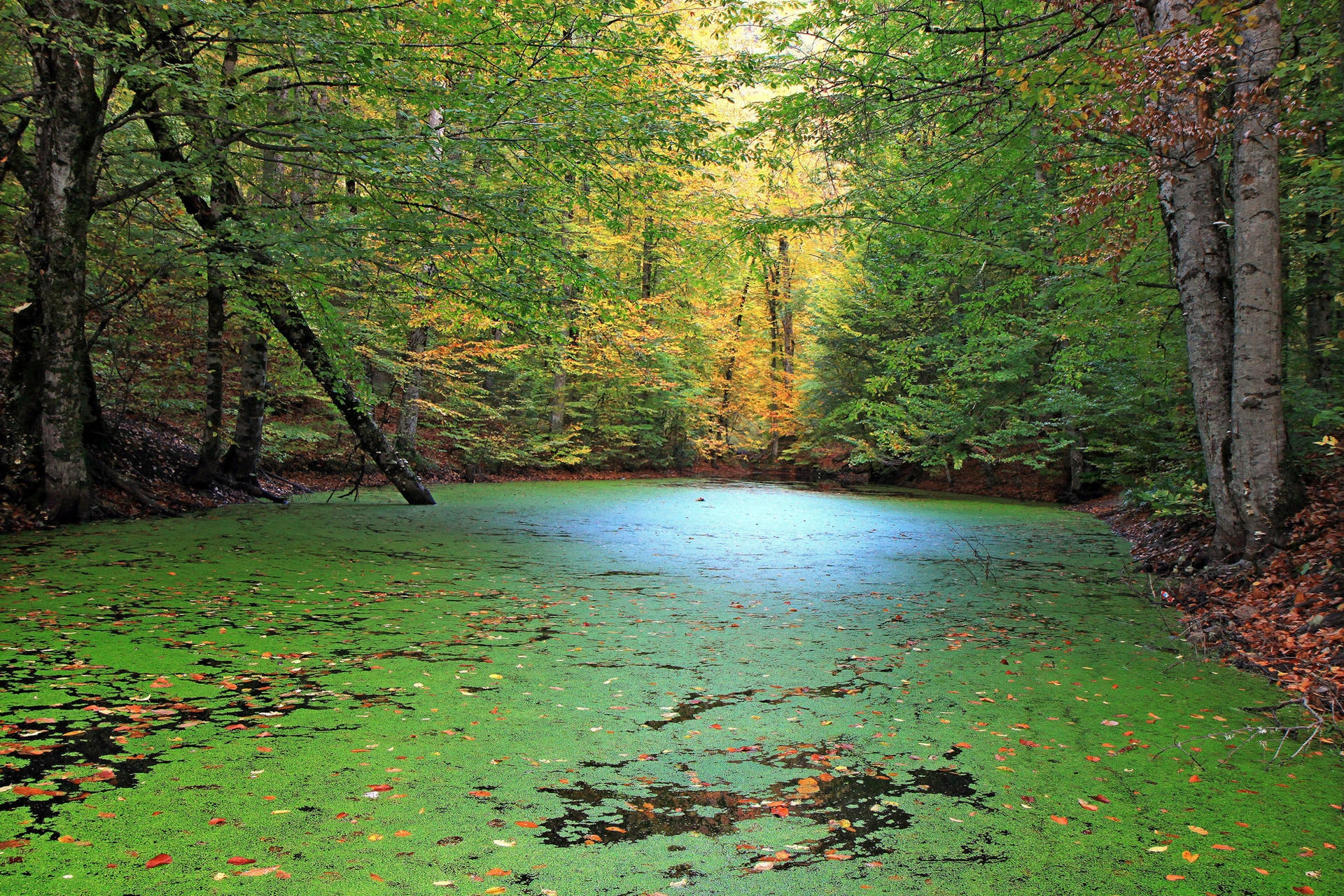 Fondo de pantalla de Bosque con Lago de Musgo