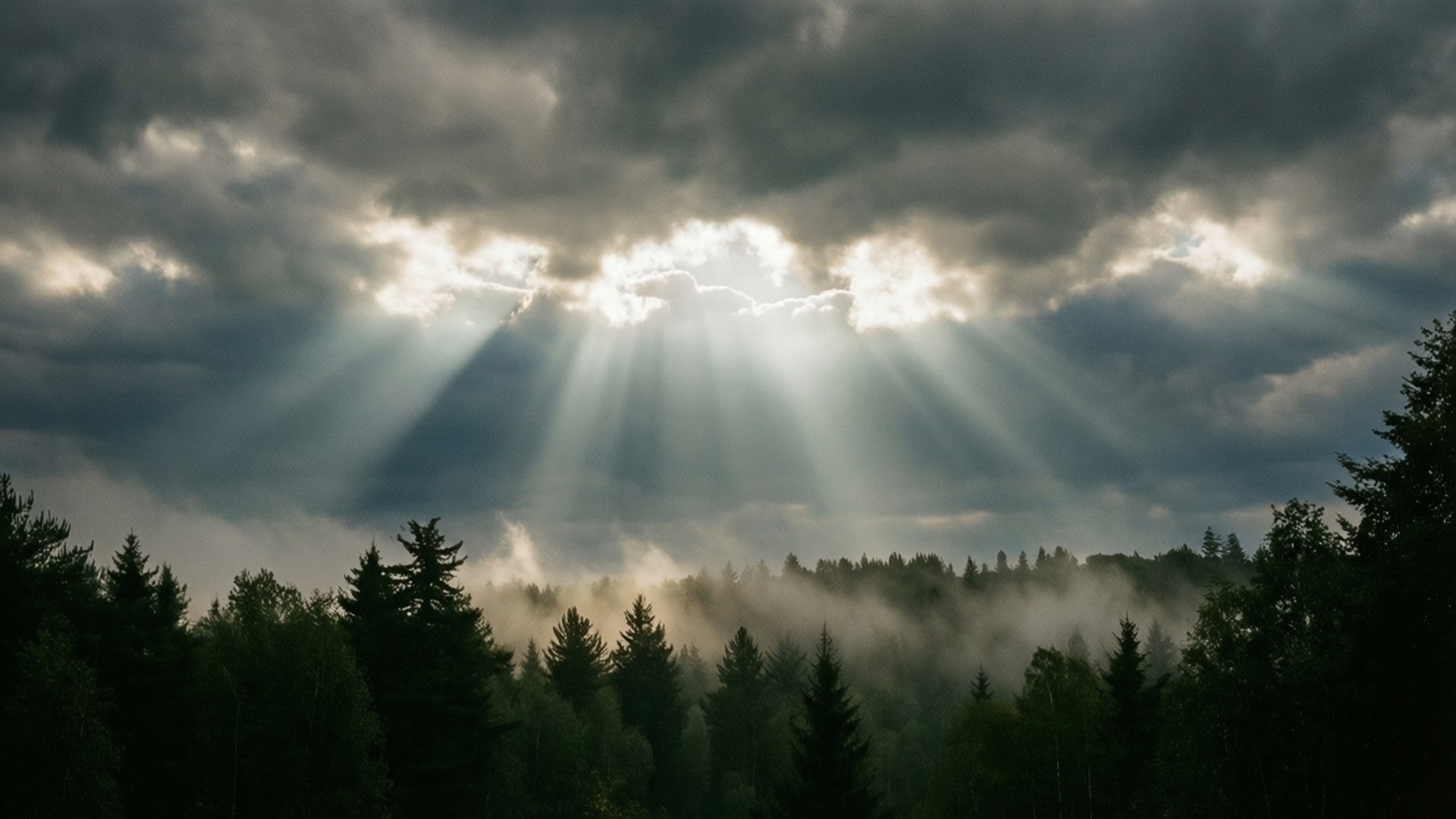 Bosque con Rayos de Luz Fondos de pantalla
